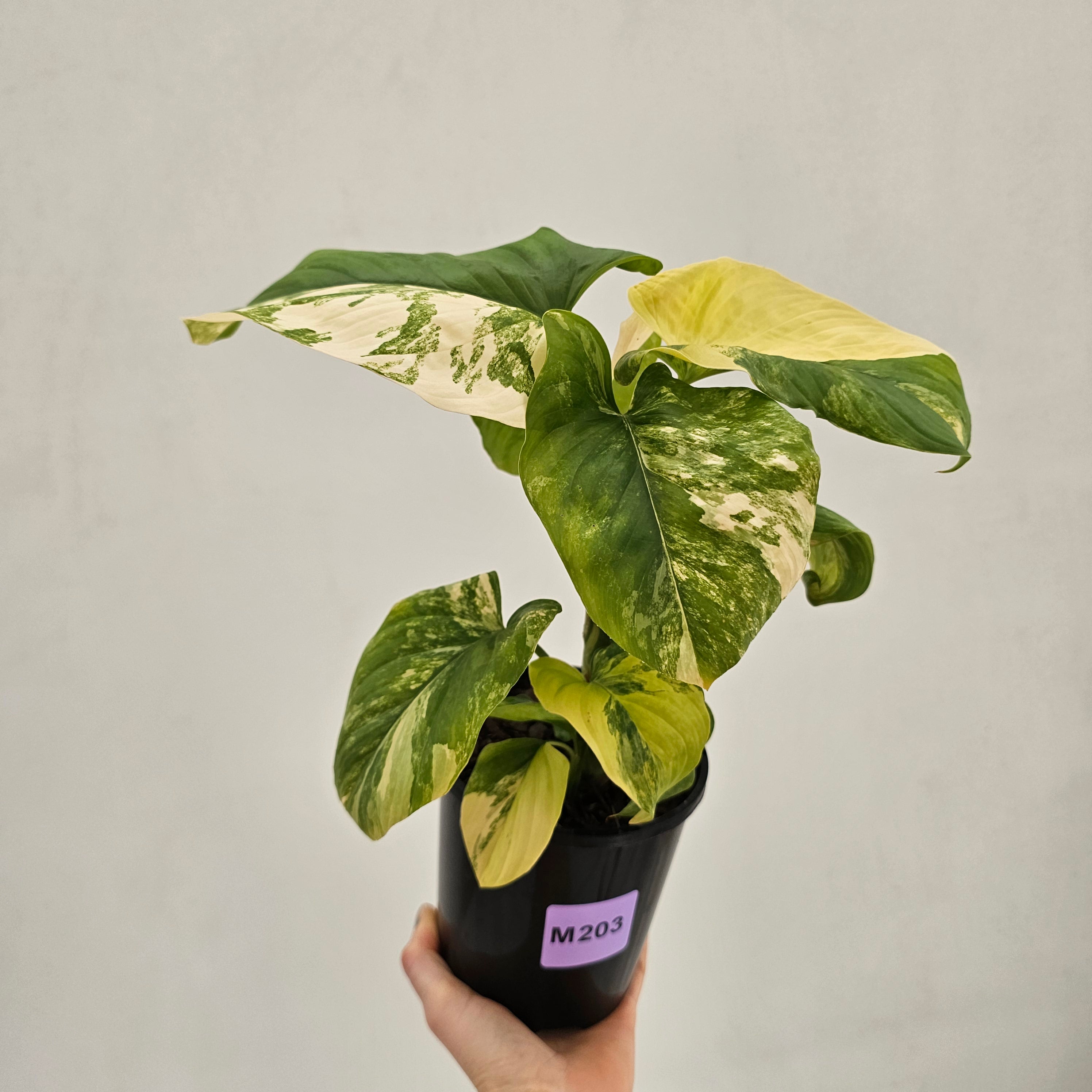 Homalomena rubescens Variegata