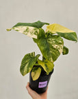 Homalomena rubescens Variegata