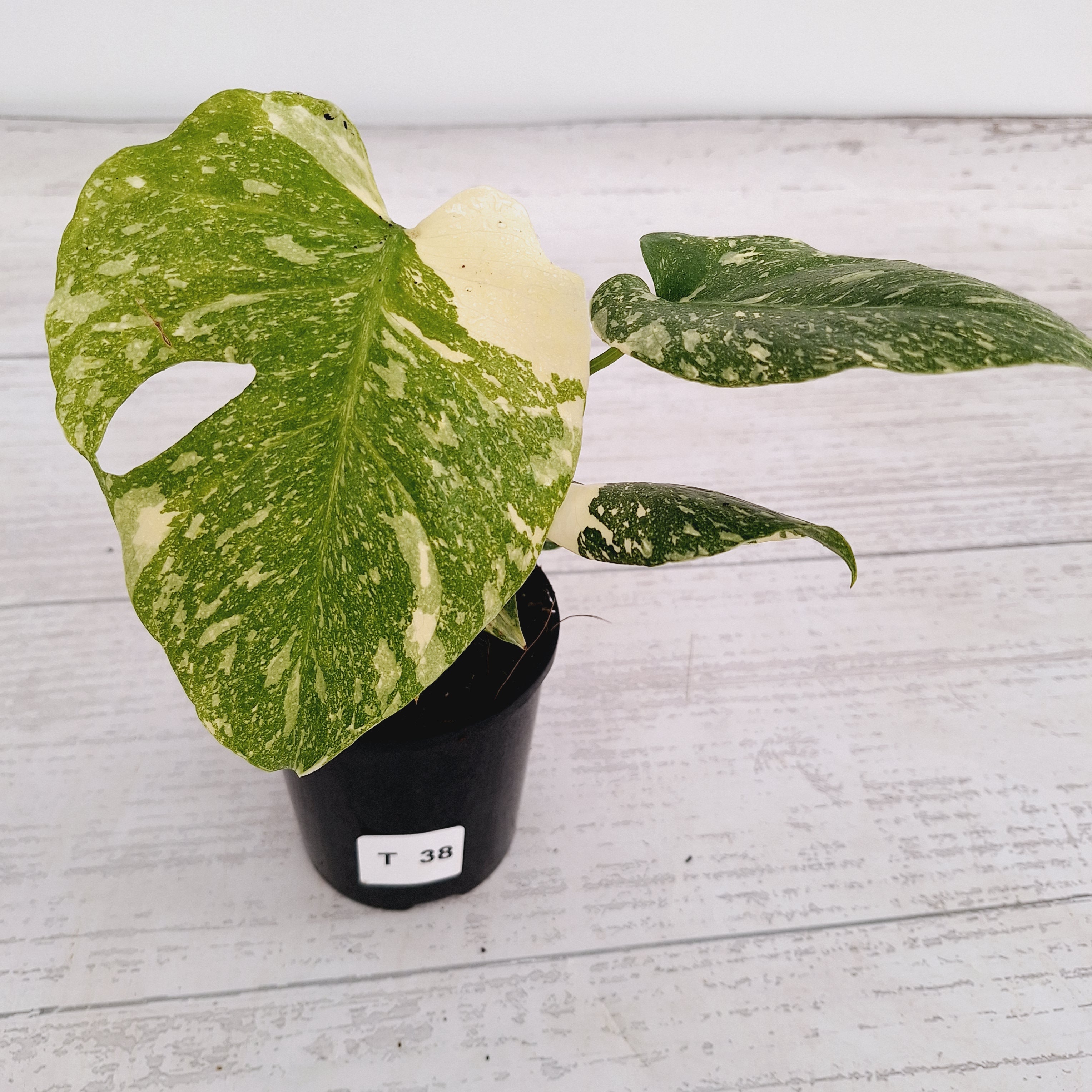 Monstera deliciosa Thai Constellation Sports