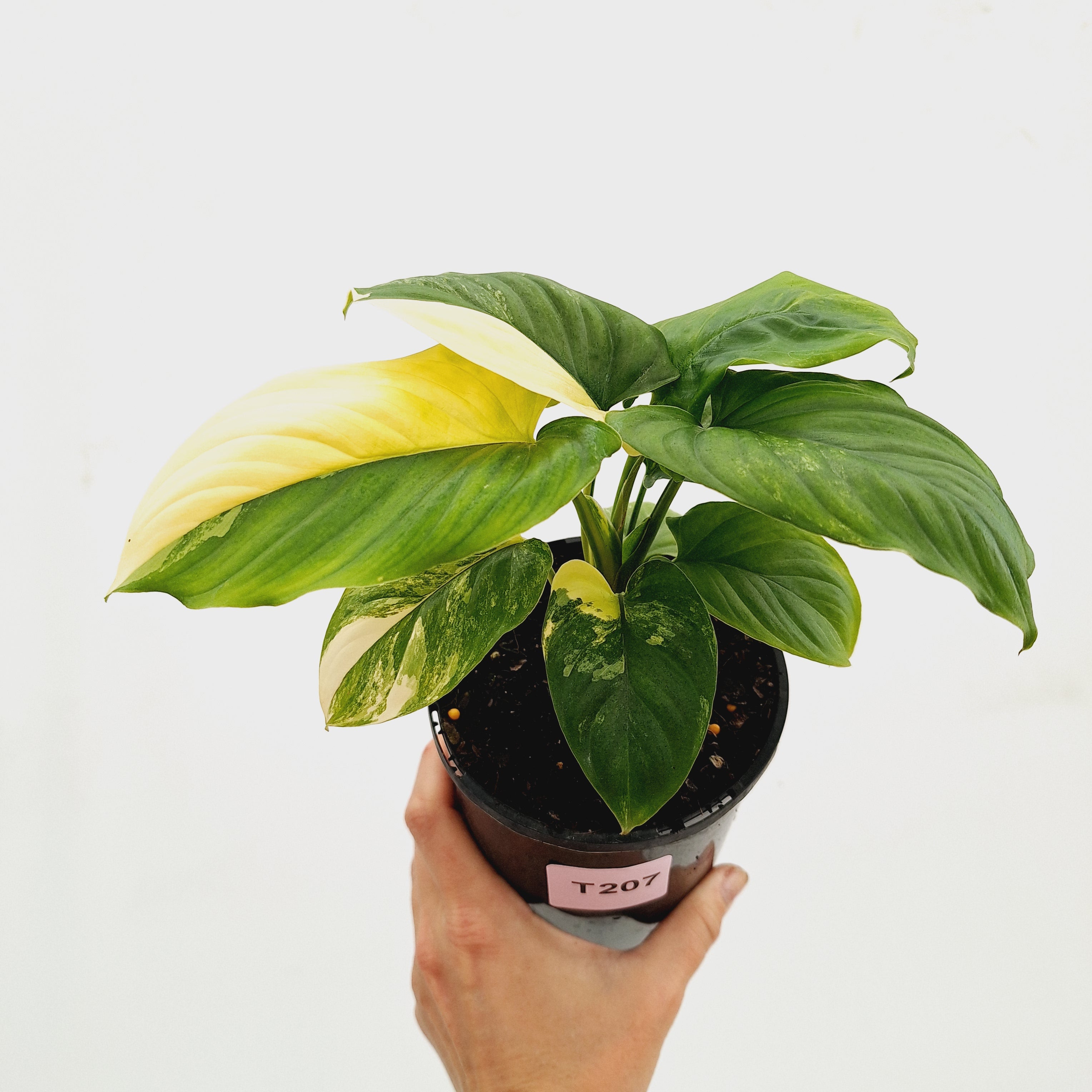 Homalomena rubescens Variegata