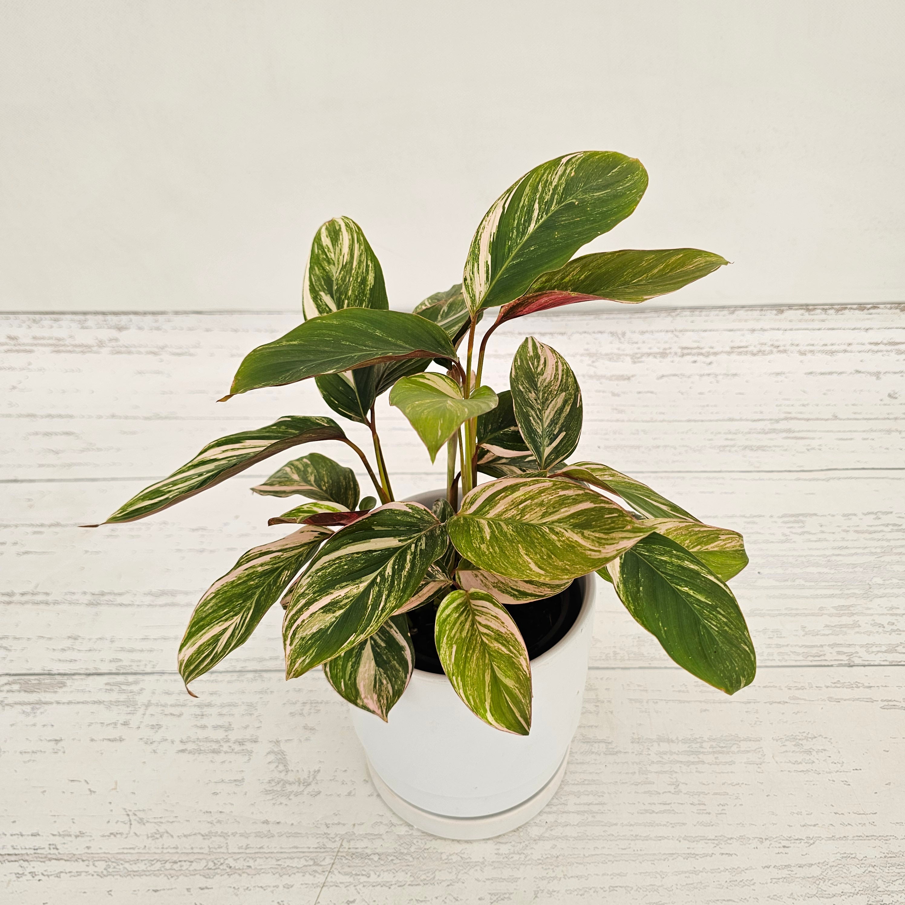 Calathea spp. Glaza
