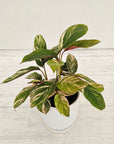 Calathea spp. Glaza