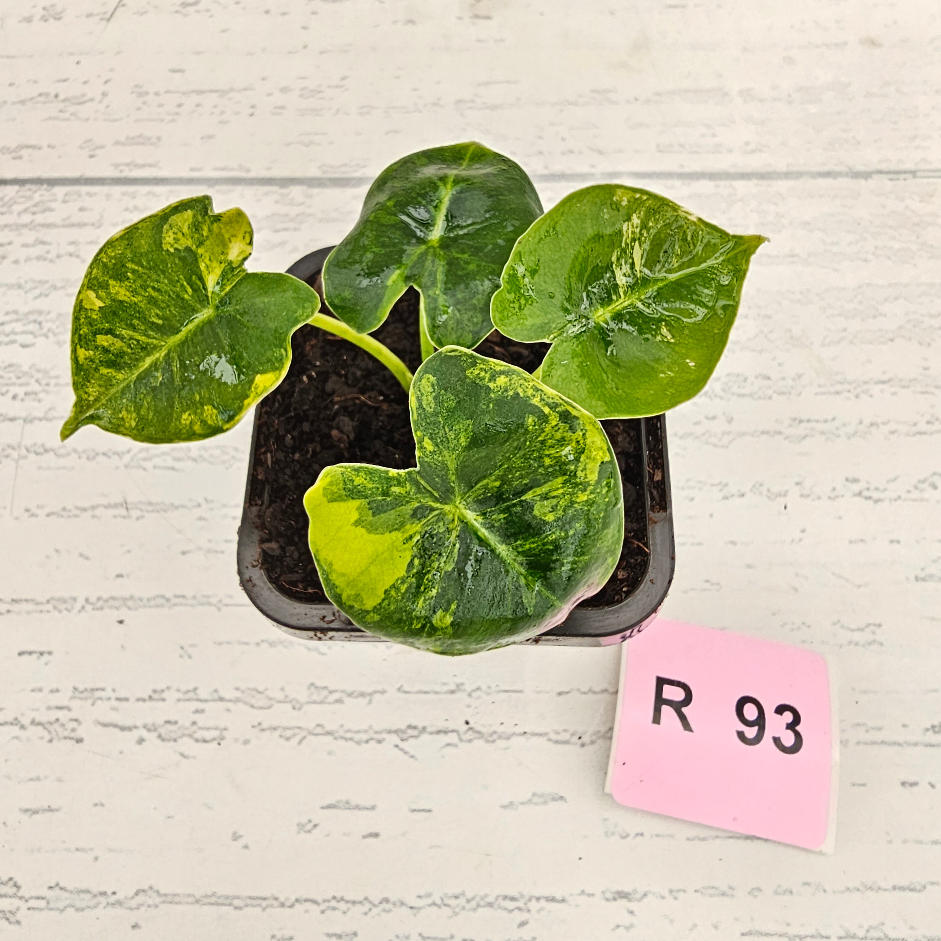 Alocasia Meclizine Aurea Variegata - Bare Bottom Baby