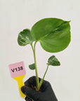 Monstera Deliciosa 'Bulbasaur - Bare Bottom Baby