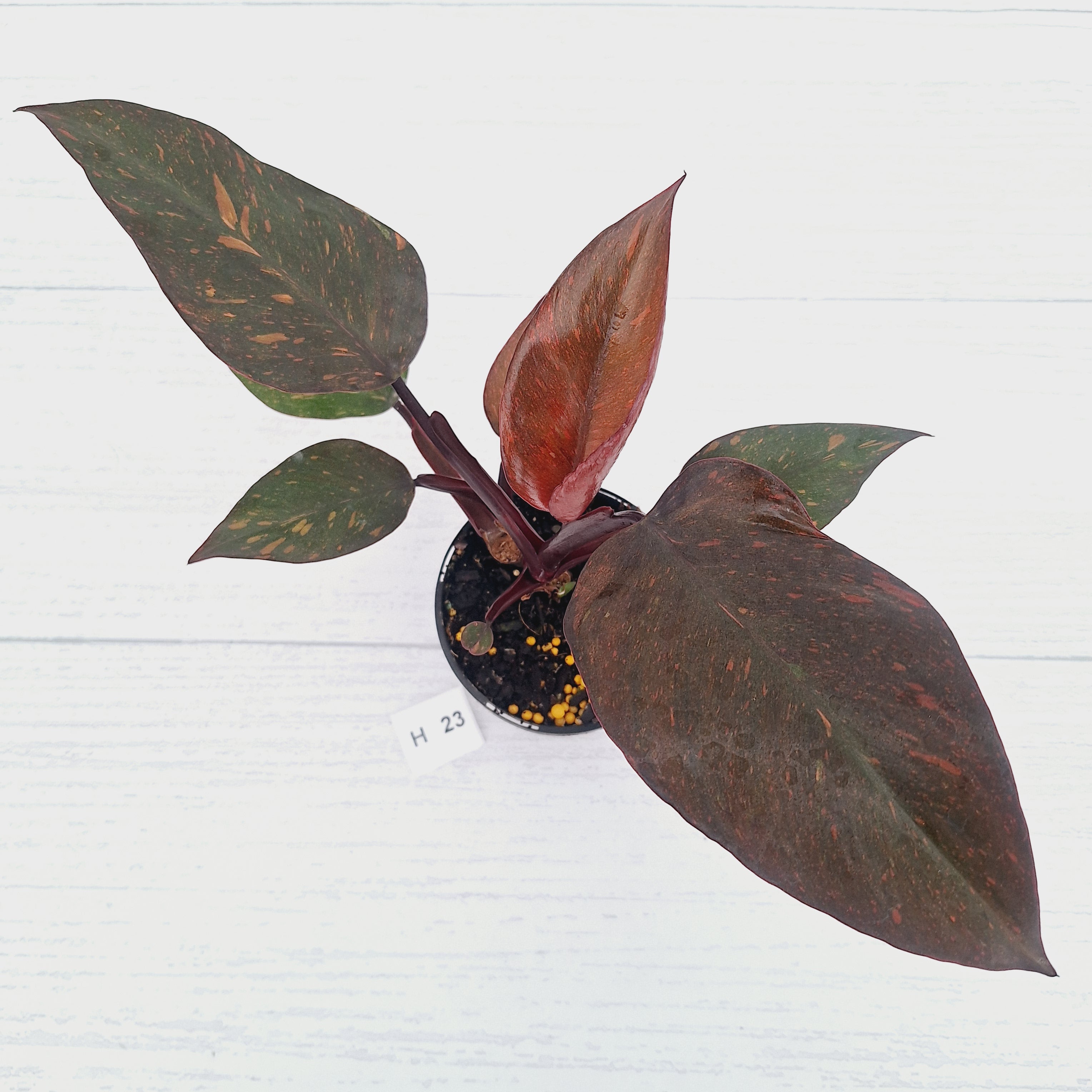 Philodendron 'Orange Princess' - FLASH SALE