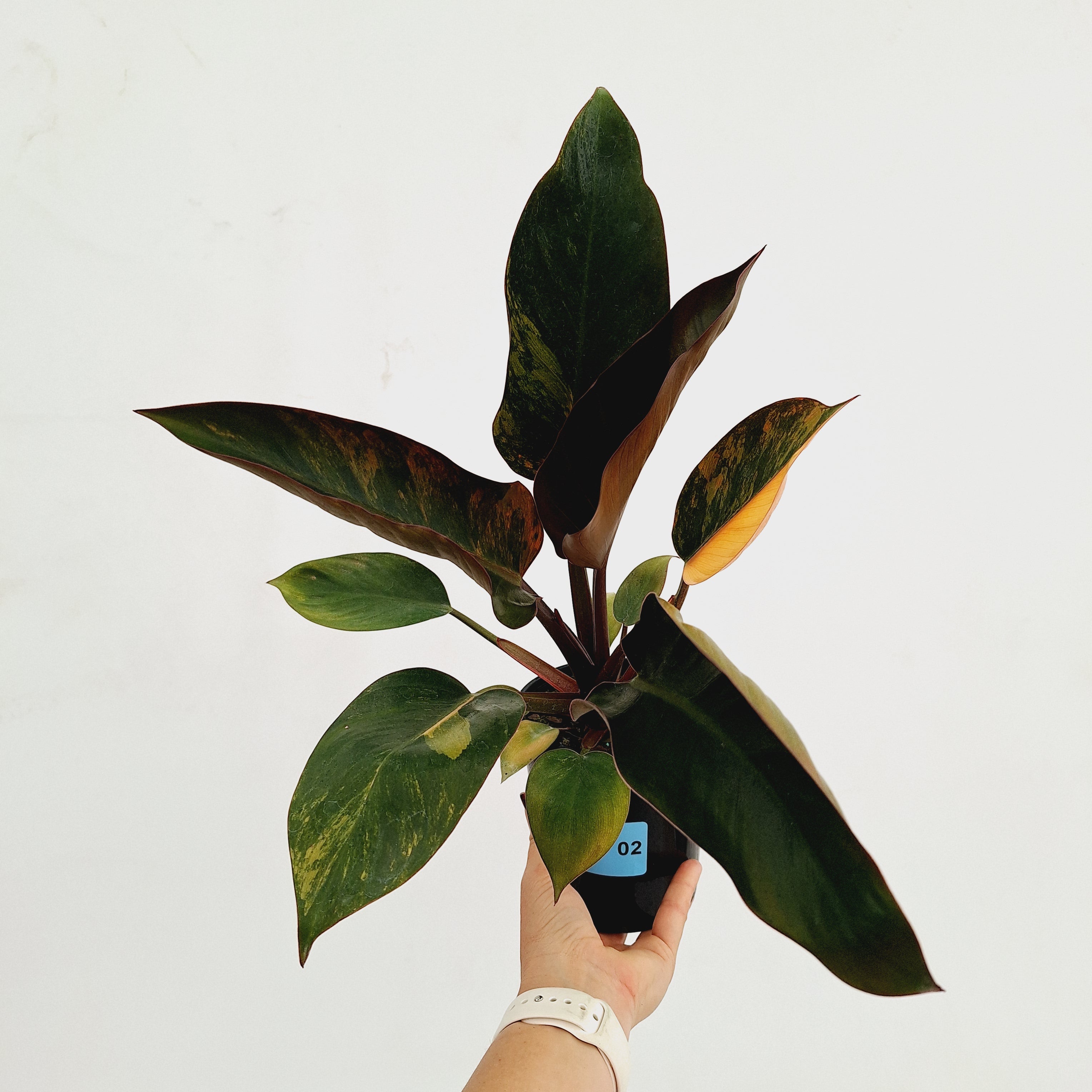 Philodendron &#39;Rojo Congo Variegated&#39;