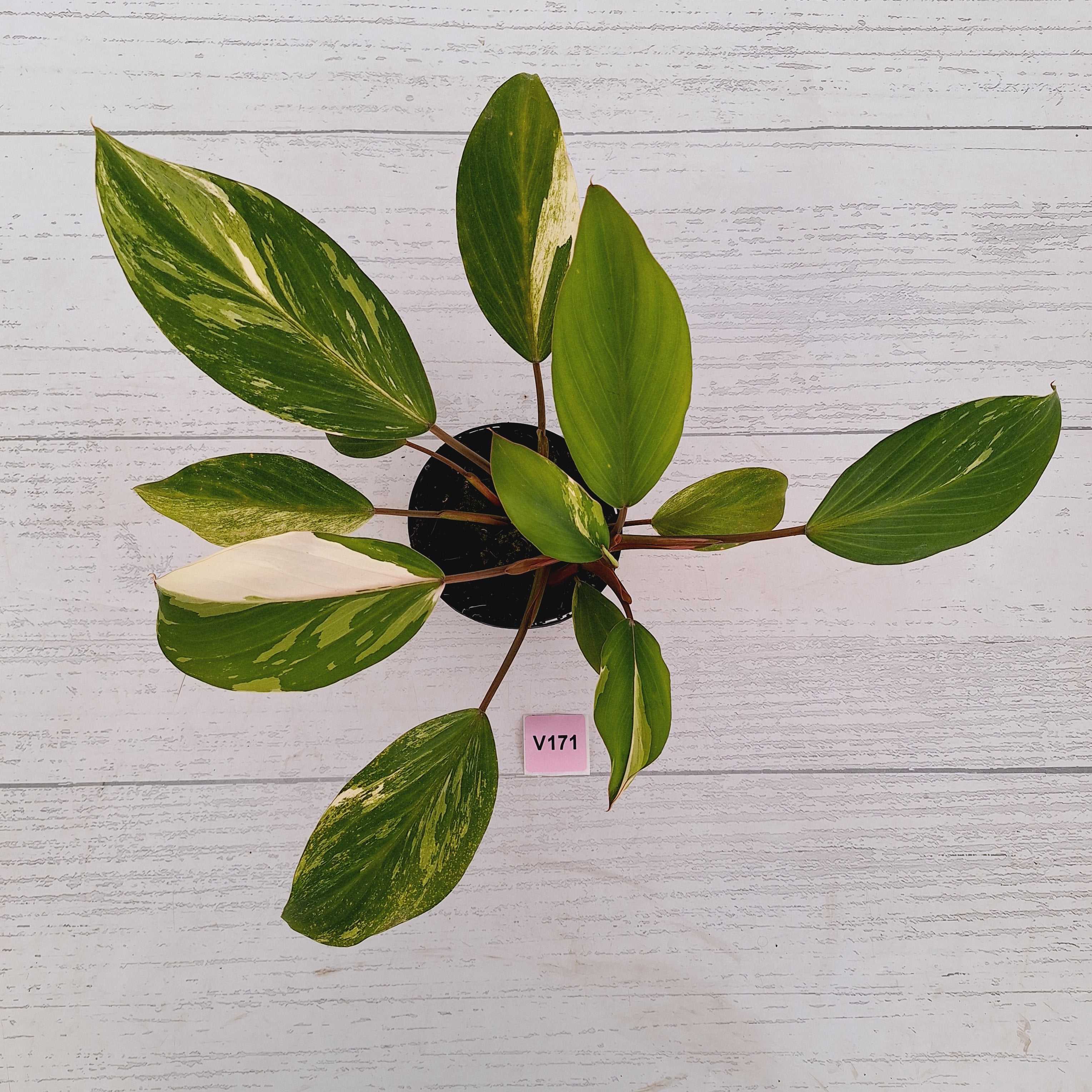 Homalomena Tropical Green Variegata -sale