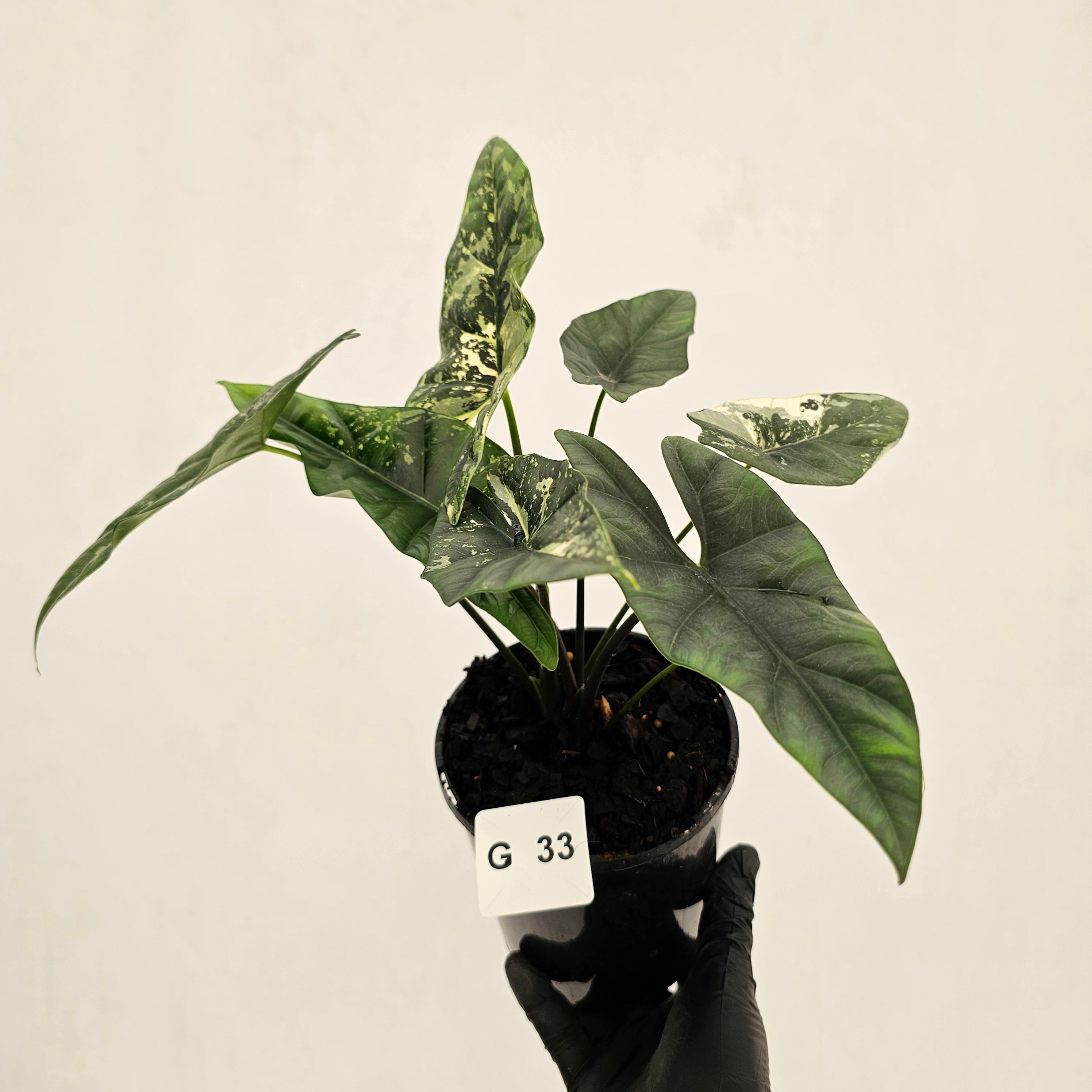 Alocasia ‘Simpo Albo’ Variegata - SALE