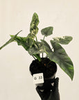Alocasia ‘Simpo Albo’ Variegata - SALE