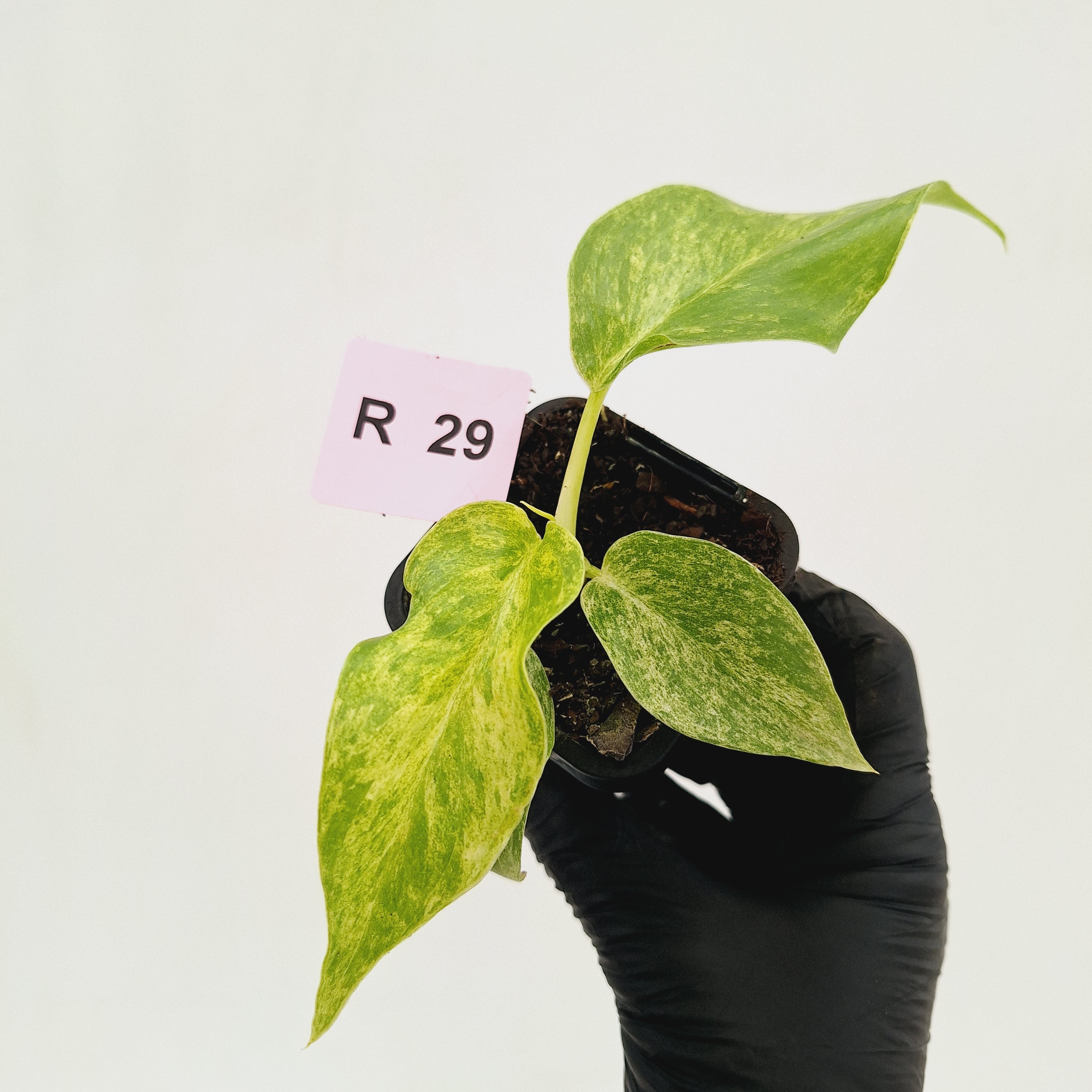 Philodendron giganteum Blizzard - SALE