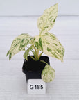 Homalomena rubescens ‘Cheese’