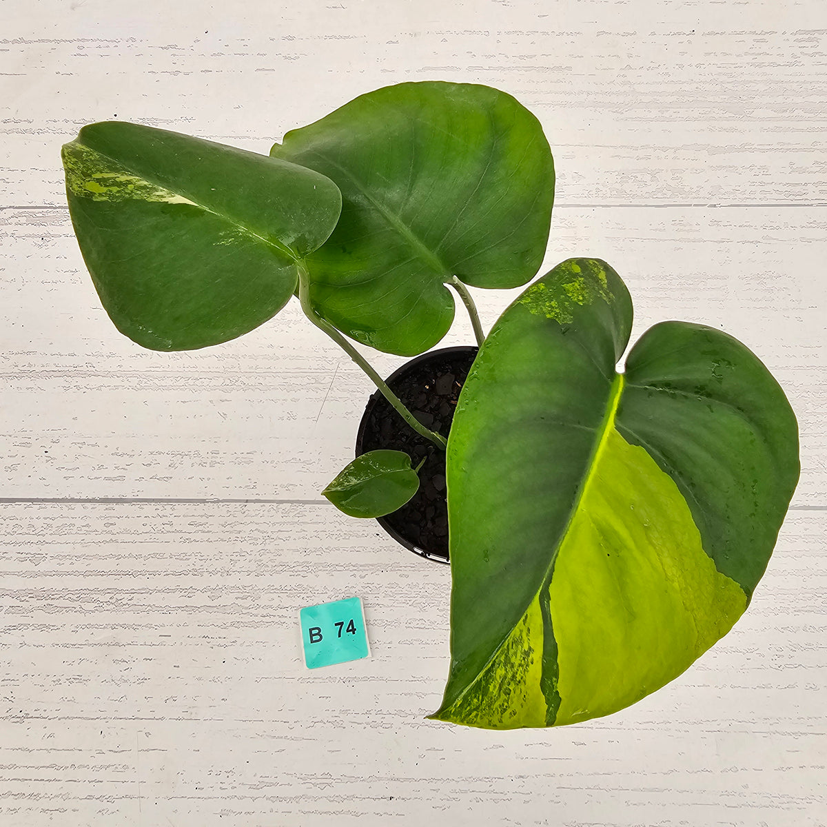 Monstera deliciosa Variegata