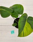 Monstera deliciosa Variegata