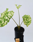 Caladium bicolour
