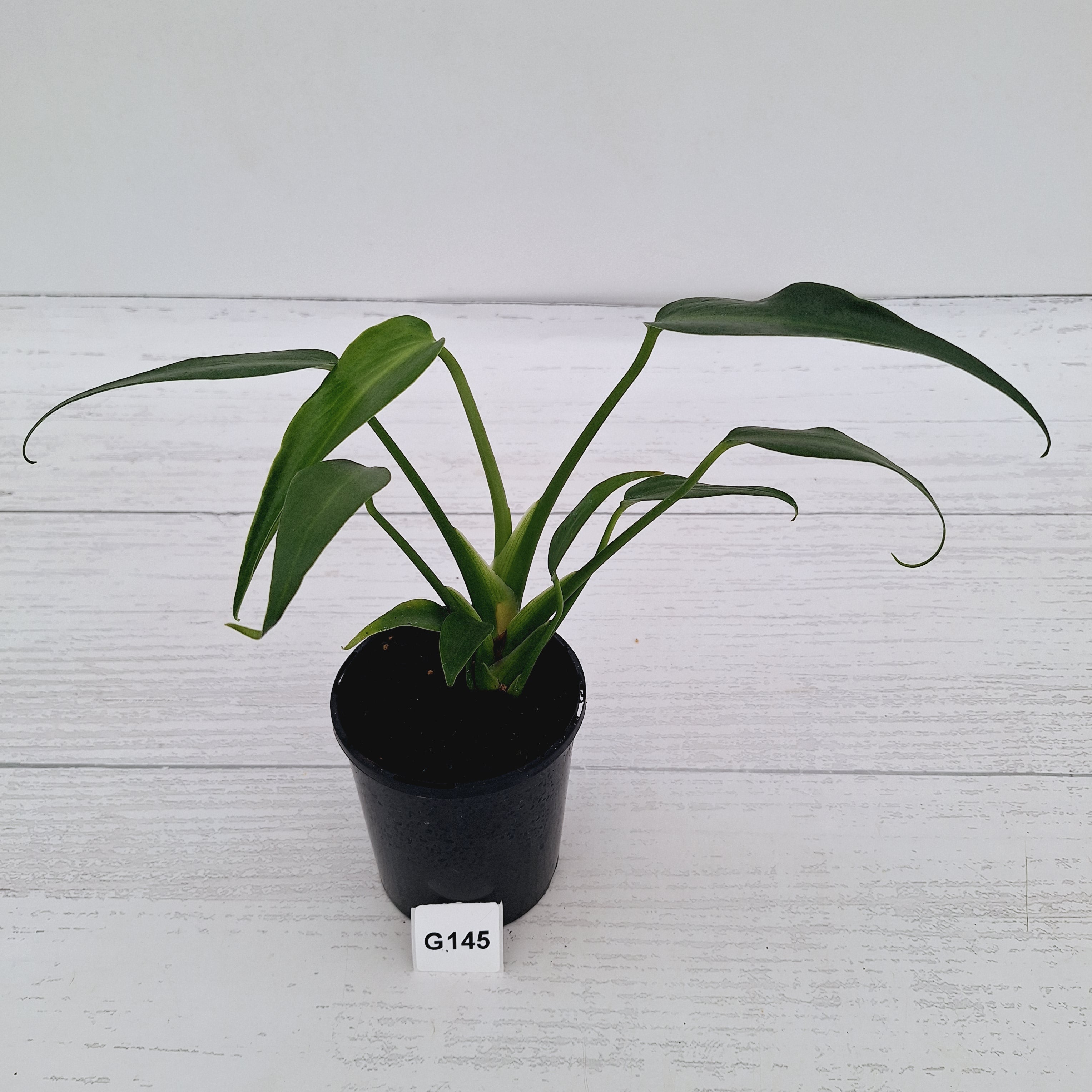 Monstera 'Burle Marx's Flame'