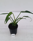 Monstera 'Burle Marx's Flame'