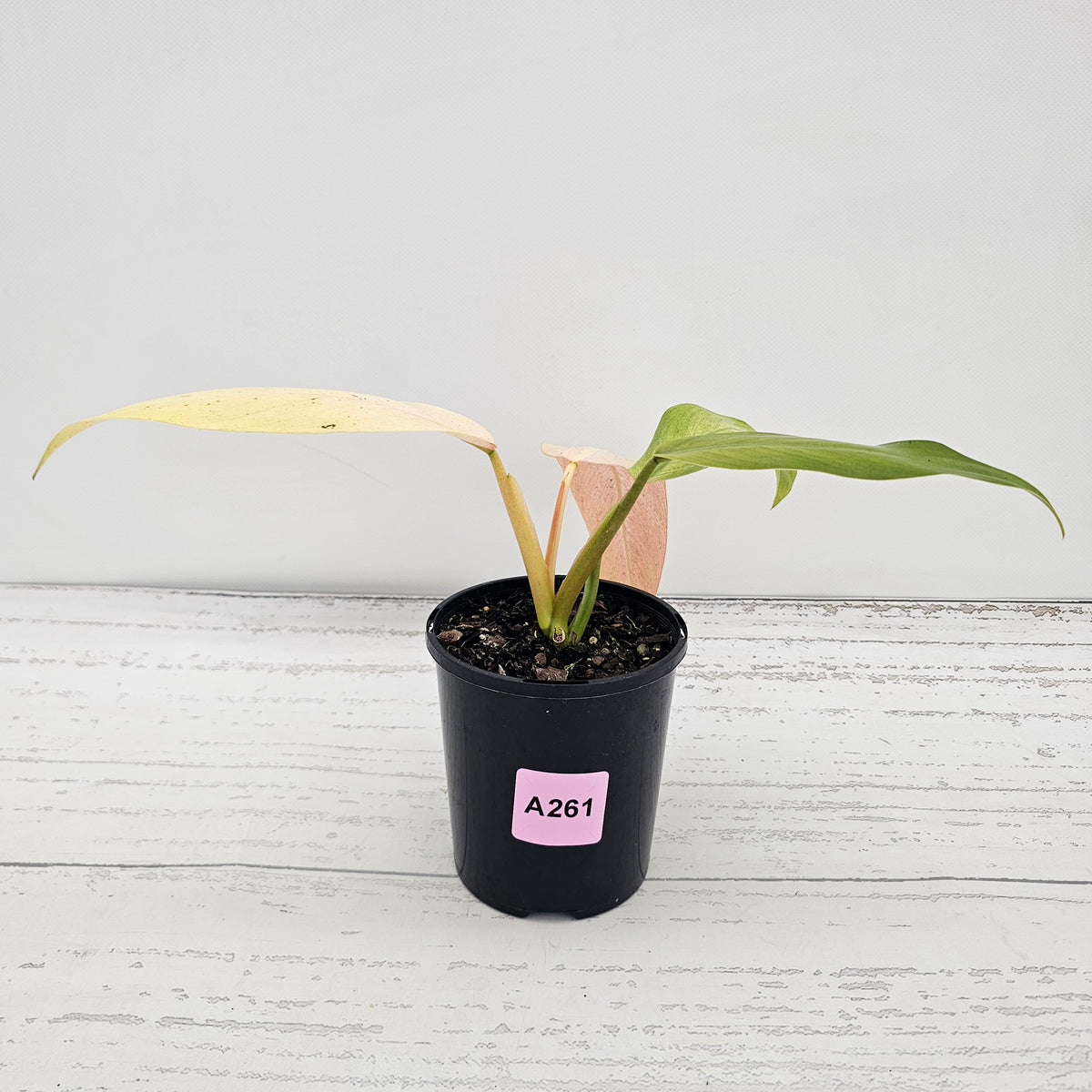 Philodendron  'Whipple Way' SALE