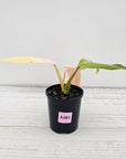 Philodendron  'Whipple Way' SALE