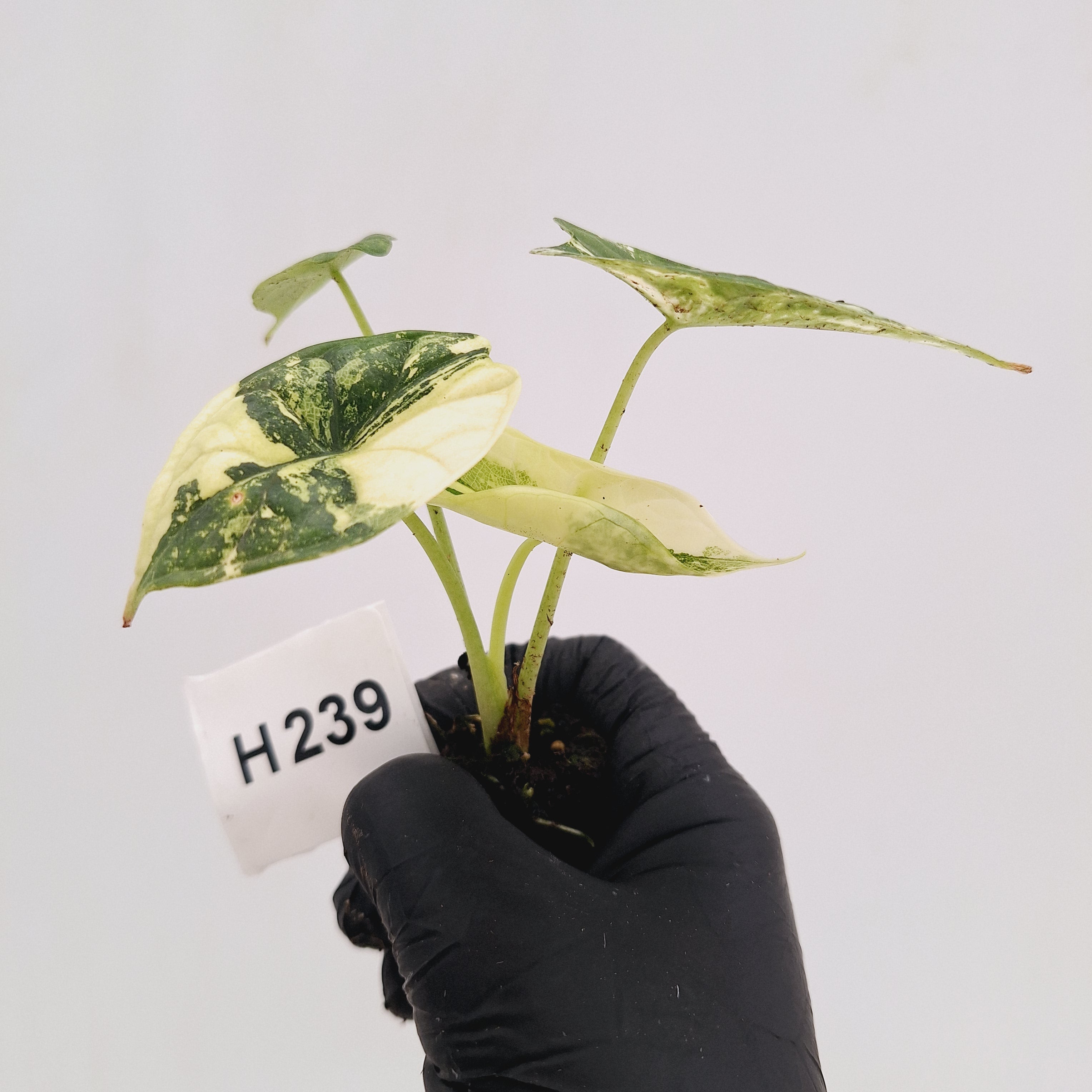 Alocasia Dragon Scale 'Marble' Variegata