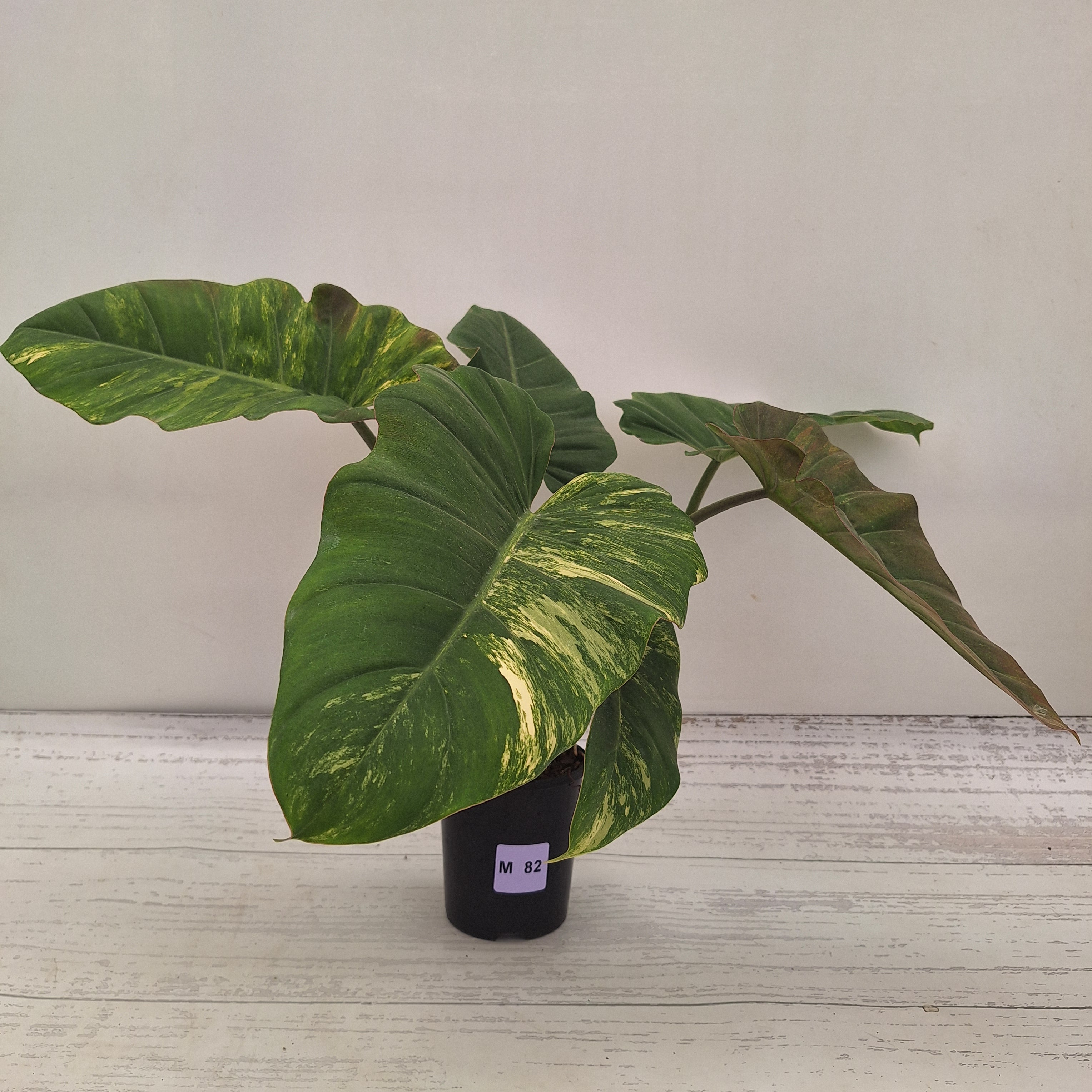 Philodendron pinnatifidum 'Jungle Fever Egg Yolk"