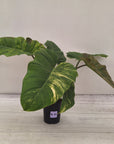 Philodendron pinnatifidum 'Jungle Fever Egg Yolk"