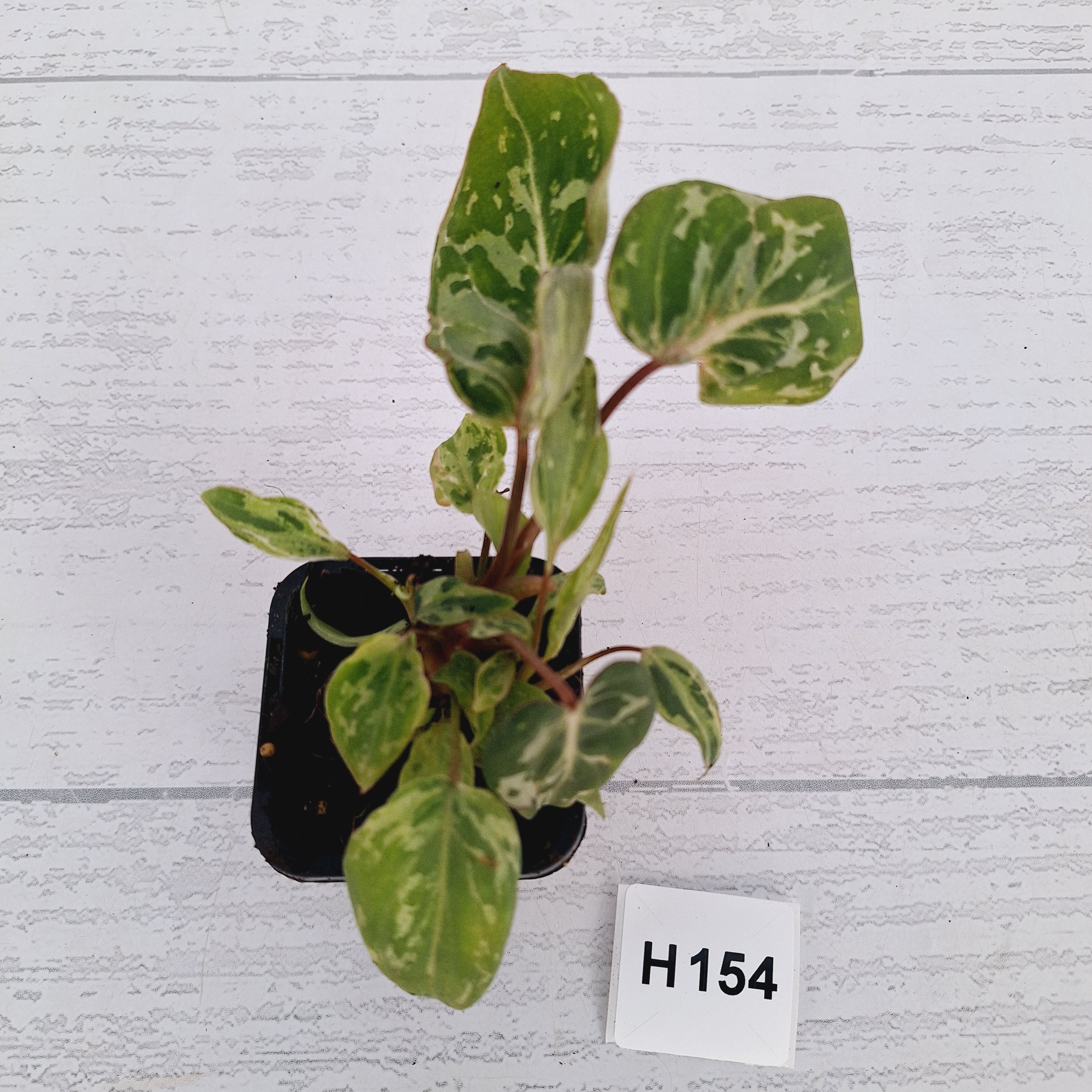 Philodendron gloriosum 'Snow Leopard'