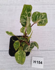Philodendron gloriosum 'Snow Leopard'