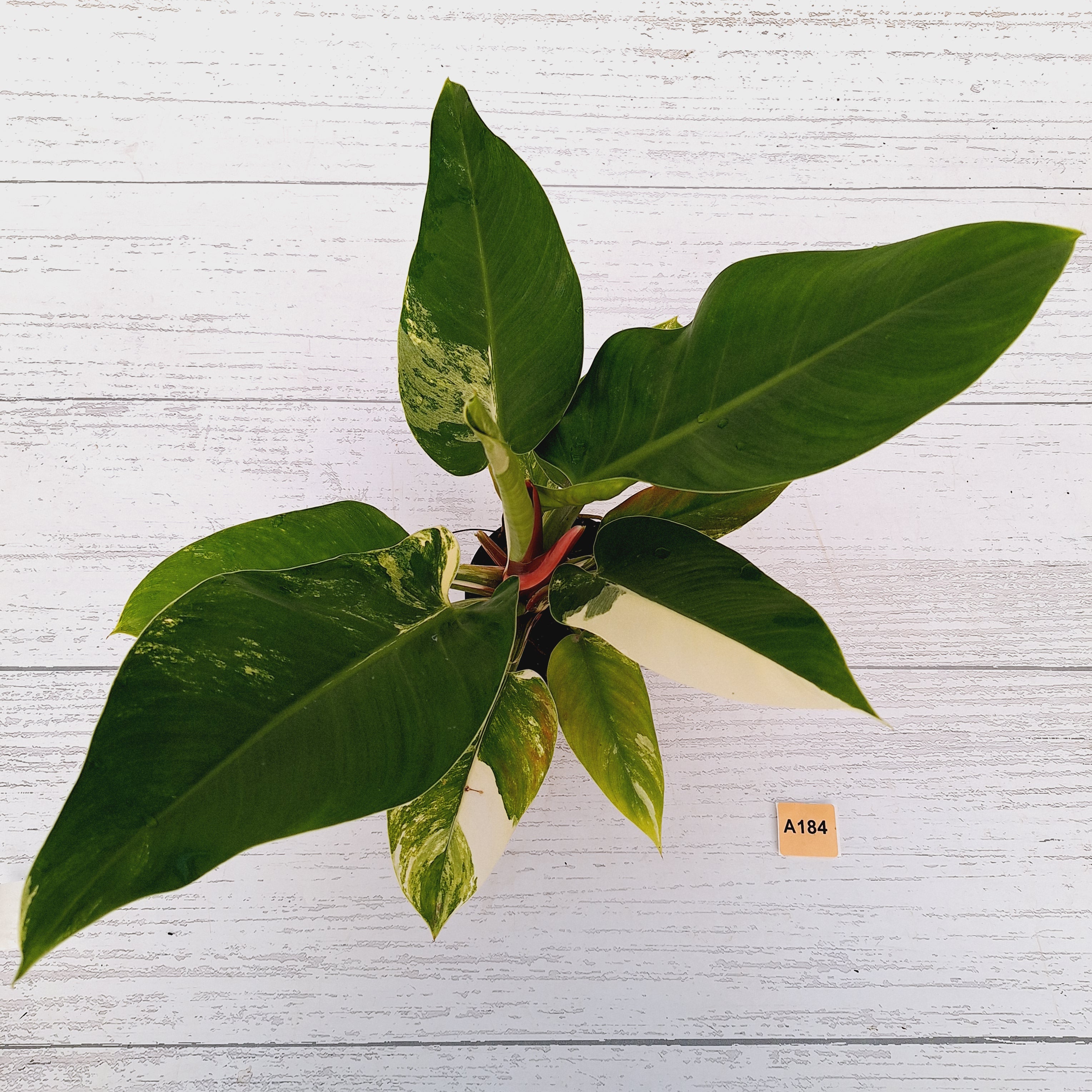 Philodendron imperial green variegata