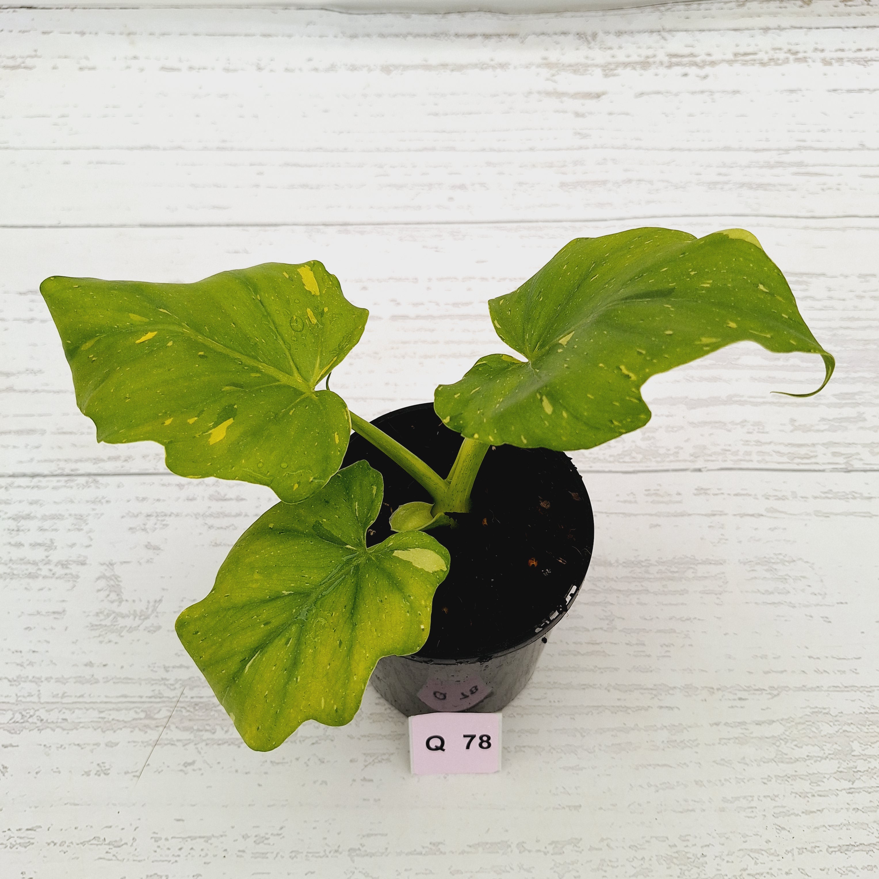 Philodendron warscewiczii Gold Variegata