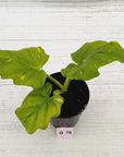 Philodendron warscewiczii Gold Variegata
