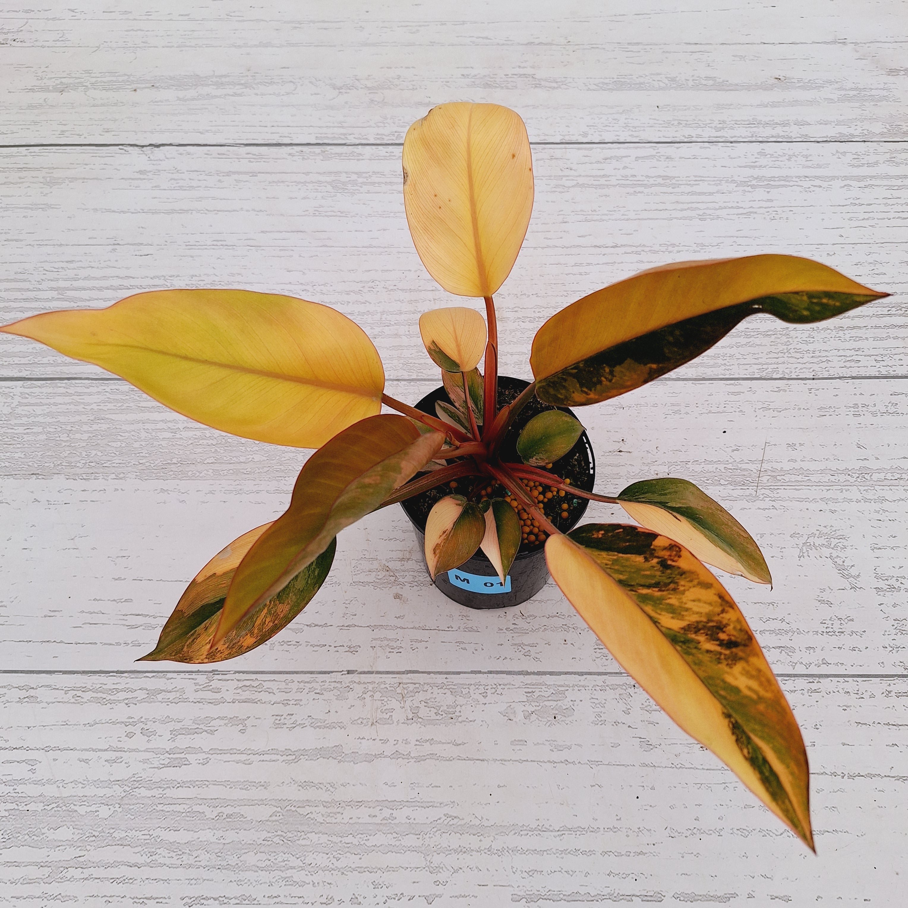 Philodendron &#39;Rojo Congo Variegated&#39;