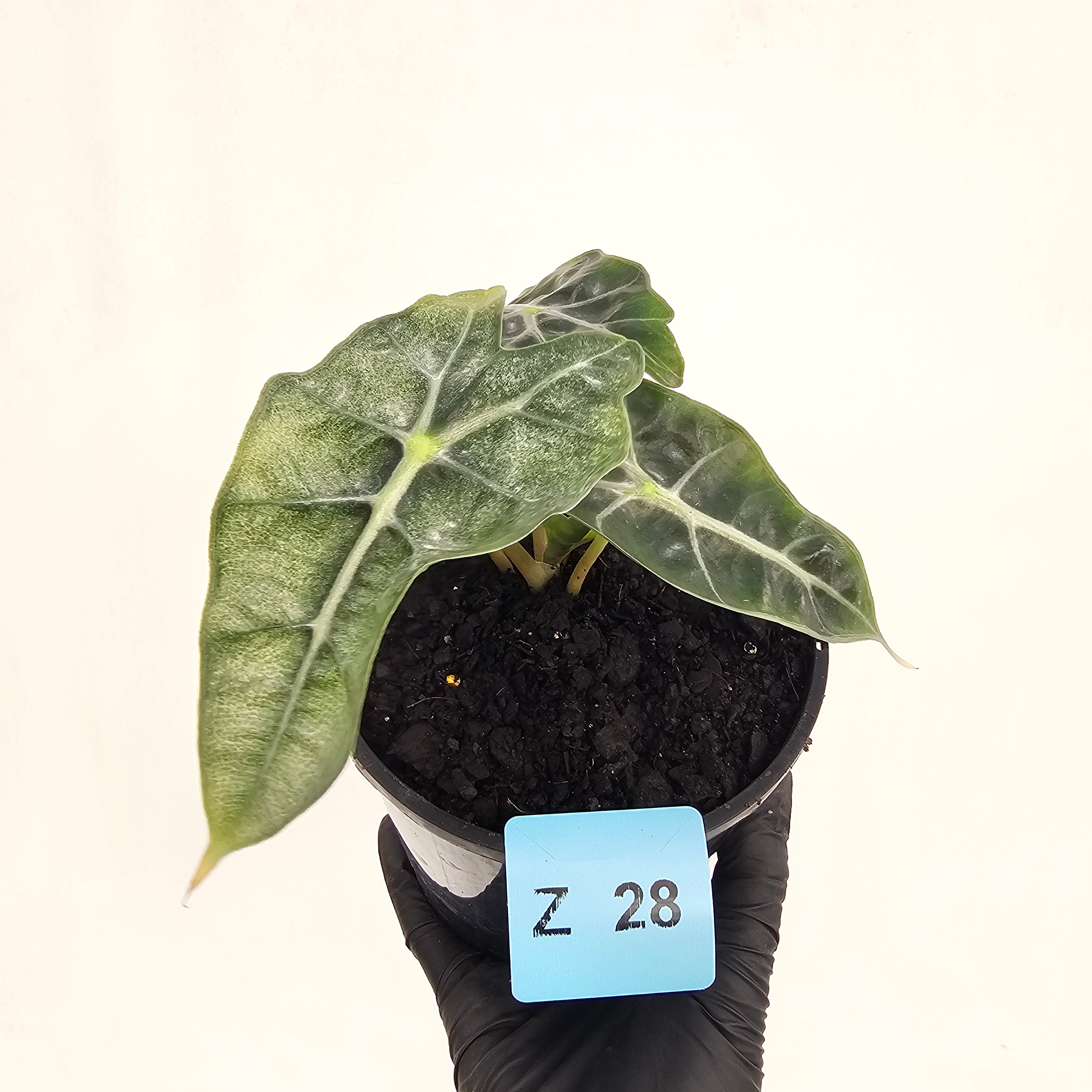 Alocasia  Polly  Variegata