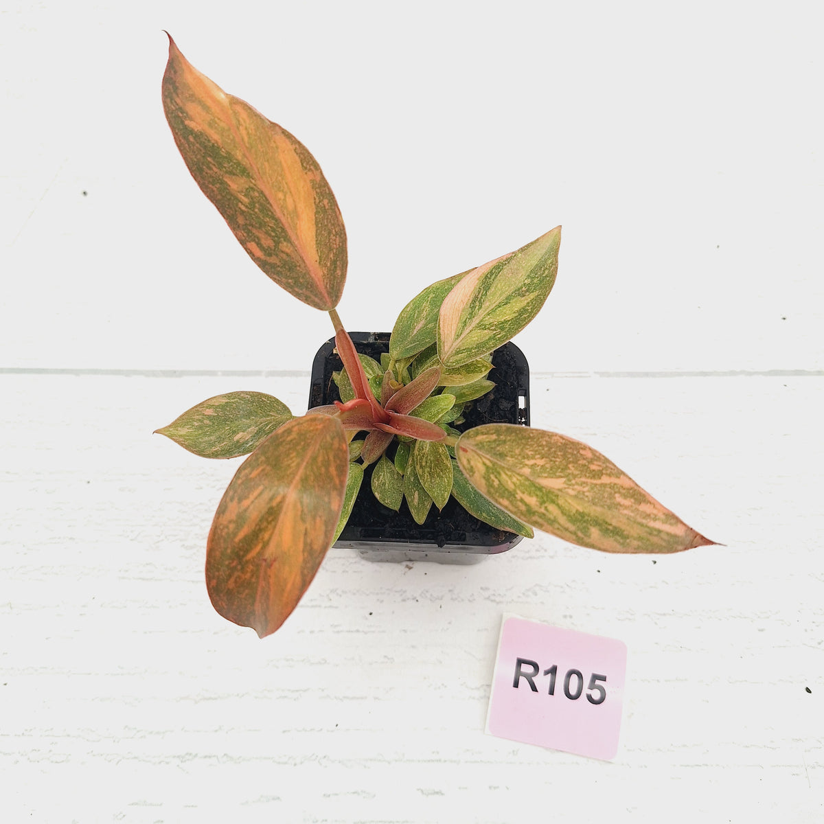 Philodendron 'Orange Princess' 70mm