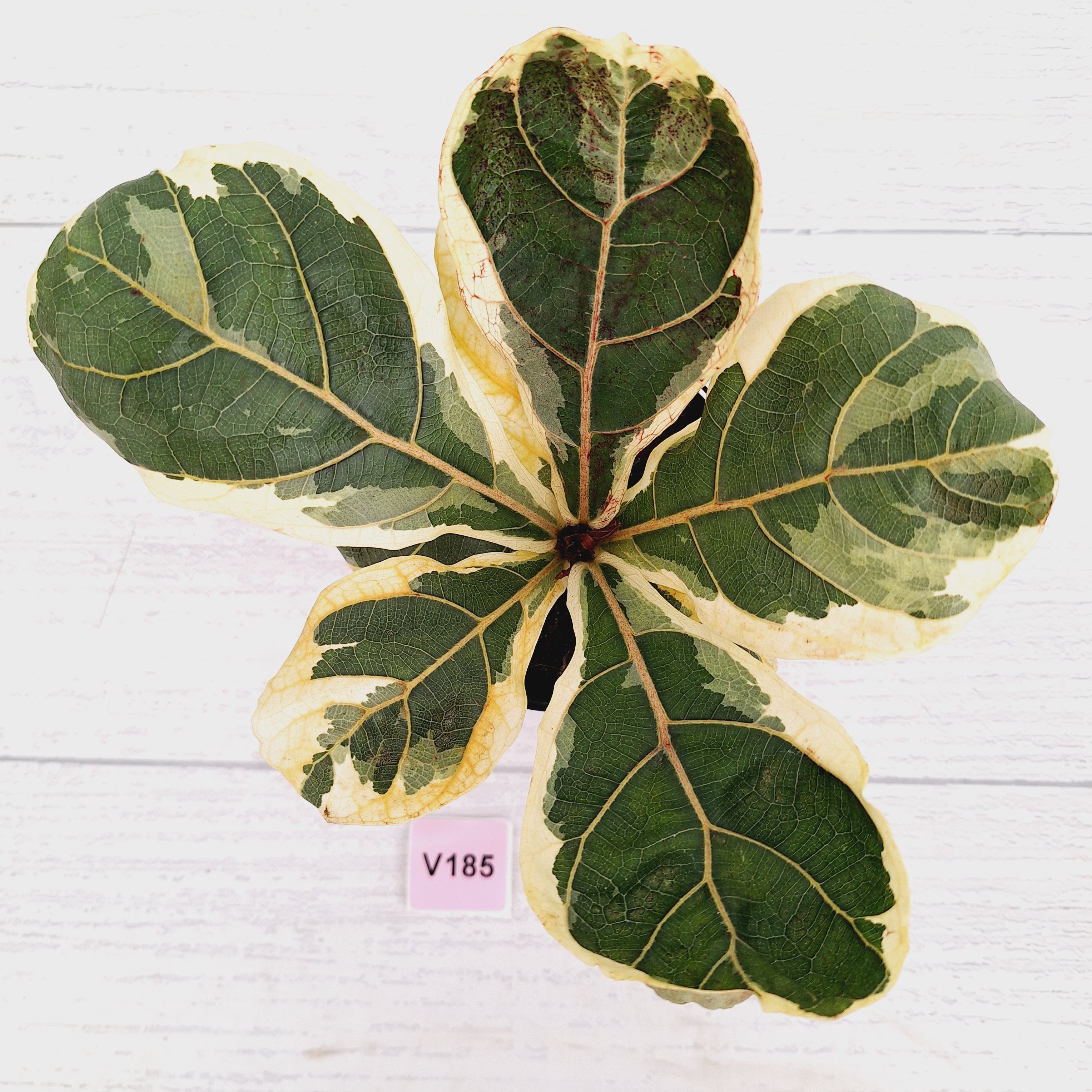 Ficus lyrata Variegata