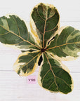 Ficus lyrata Variegata