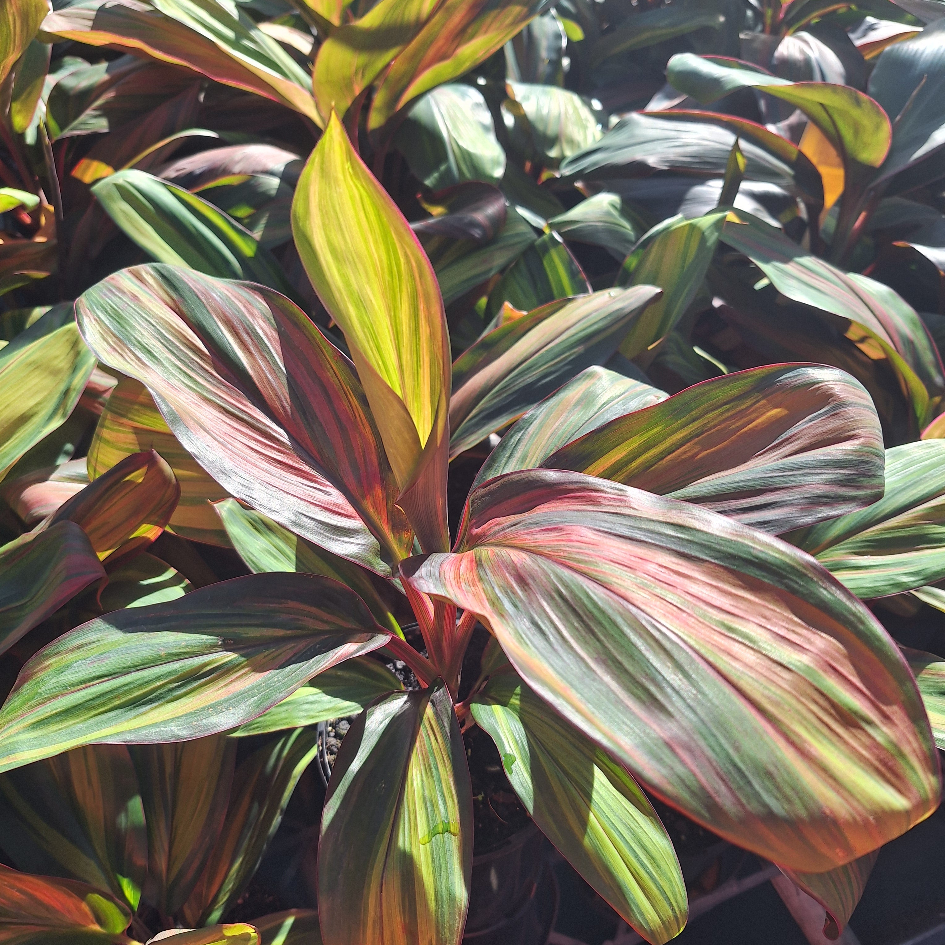 Cordyline fruticosa Willy's Gold
