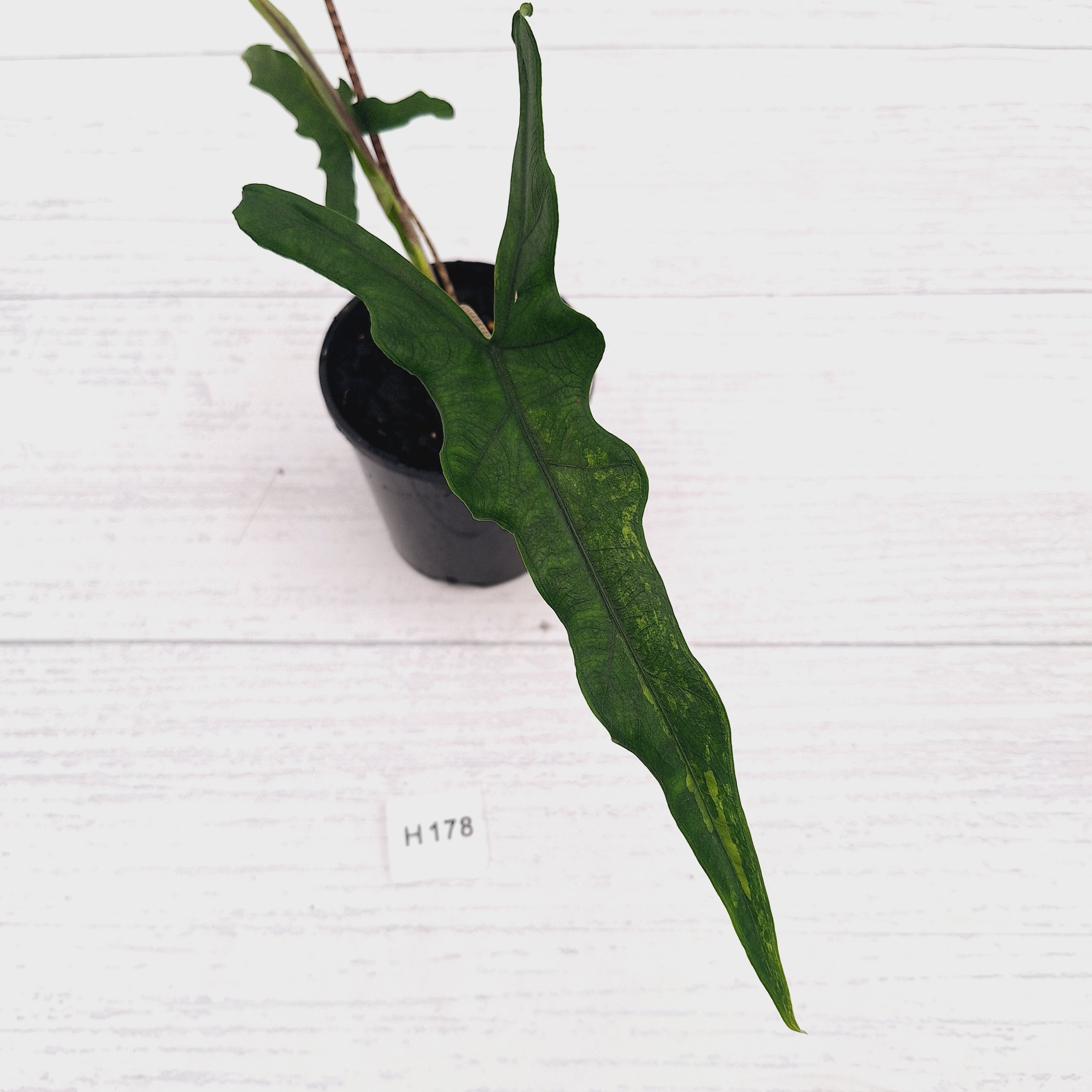 Alocasia sp. ‘Sabrina’ Aurea