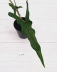 Alocasia sp. ‘Sabrina’ Aurea