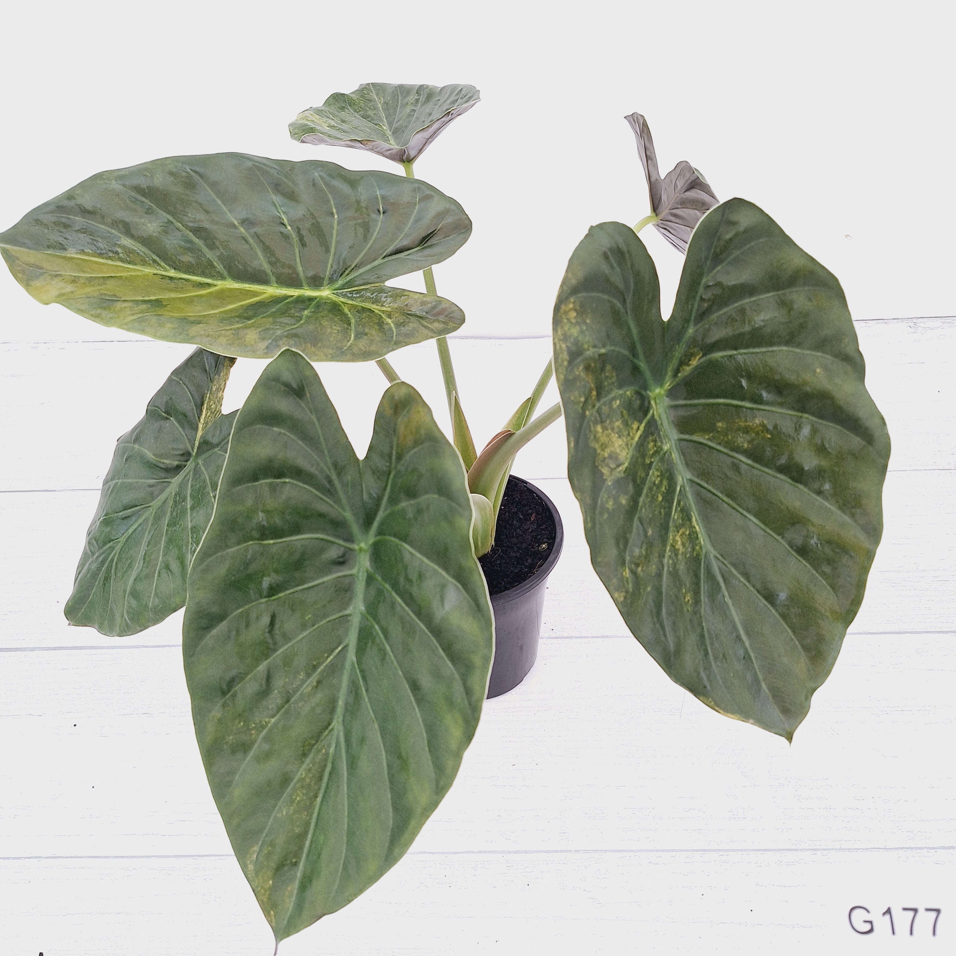 Alocasia ‘wentii’ Variegated