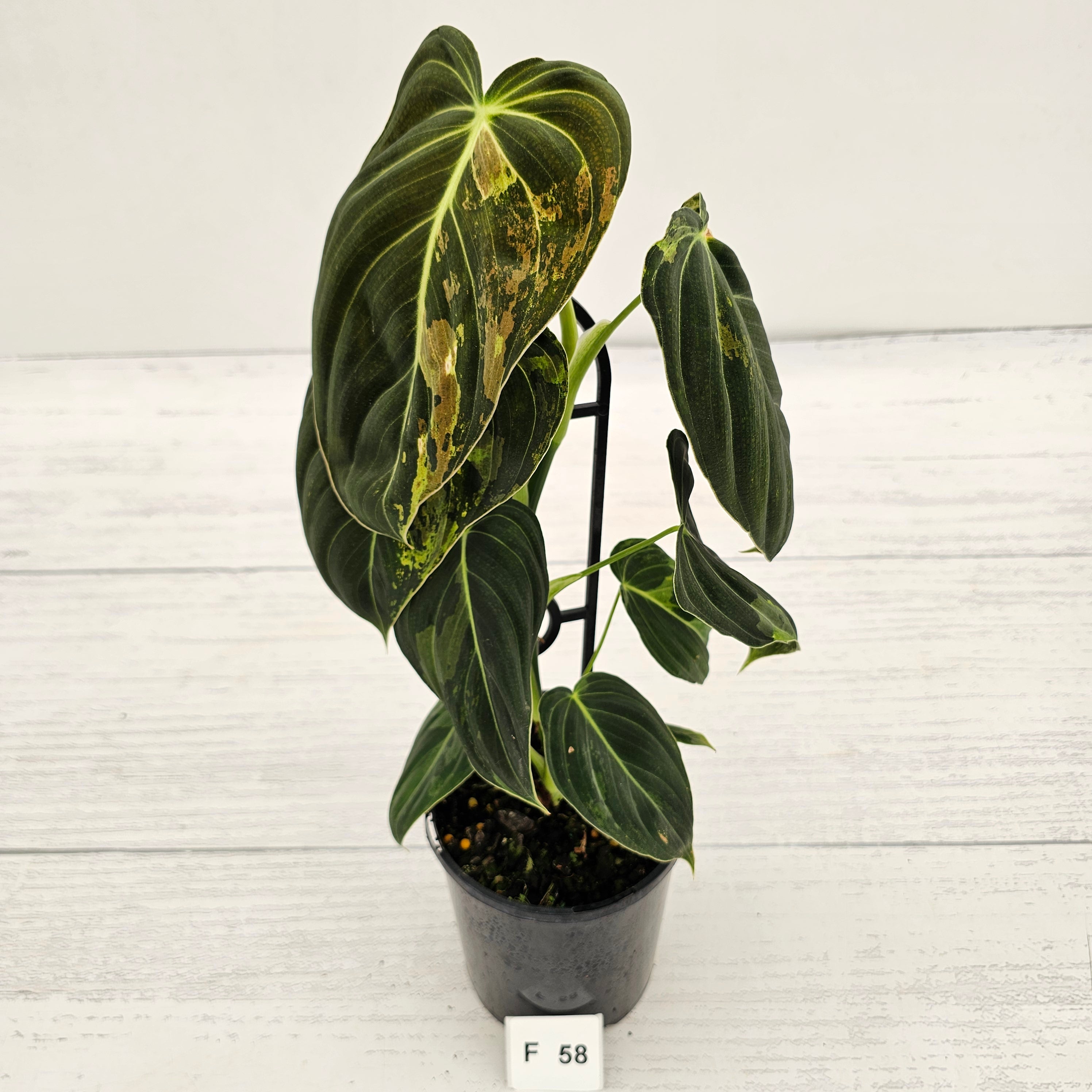 Philodendron melanochrysum Variegata