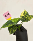 Alocasia sinuata Variegata - Bare Bottom Baby