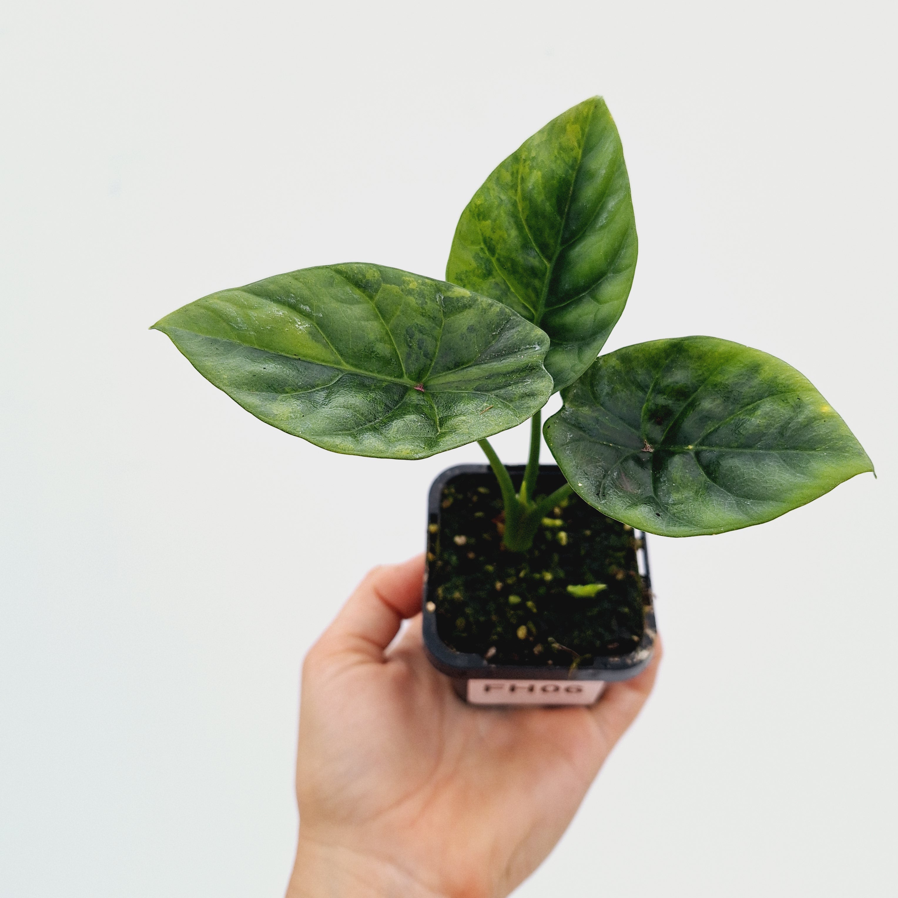 Alocasia sinuata &#39;Quilted Dream&#39; Variegata