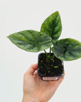 Alocasia sinuata 'Quilted Dream' Variegata