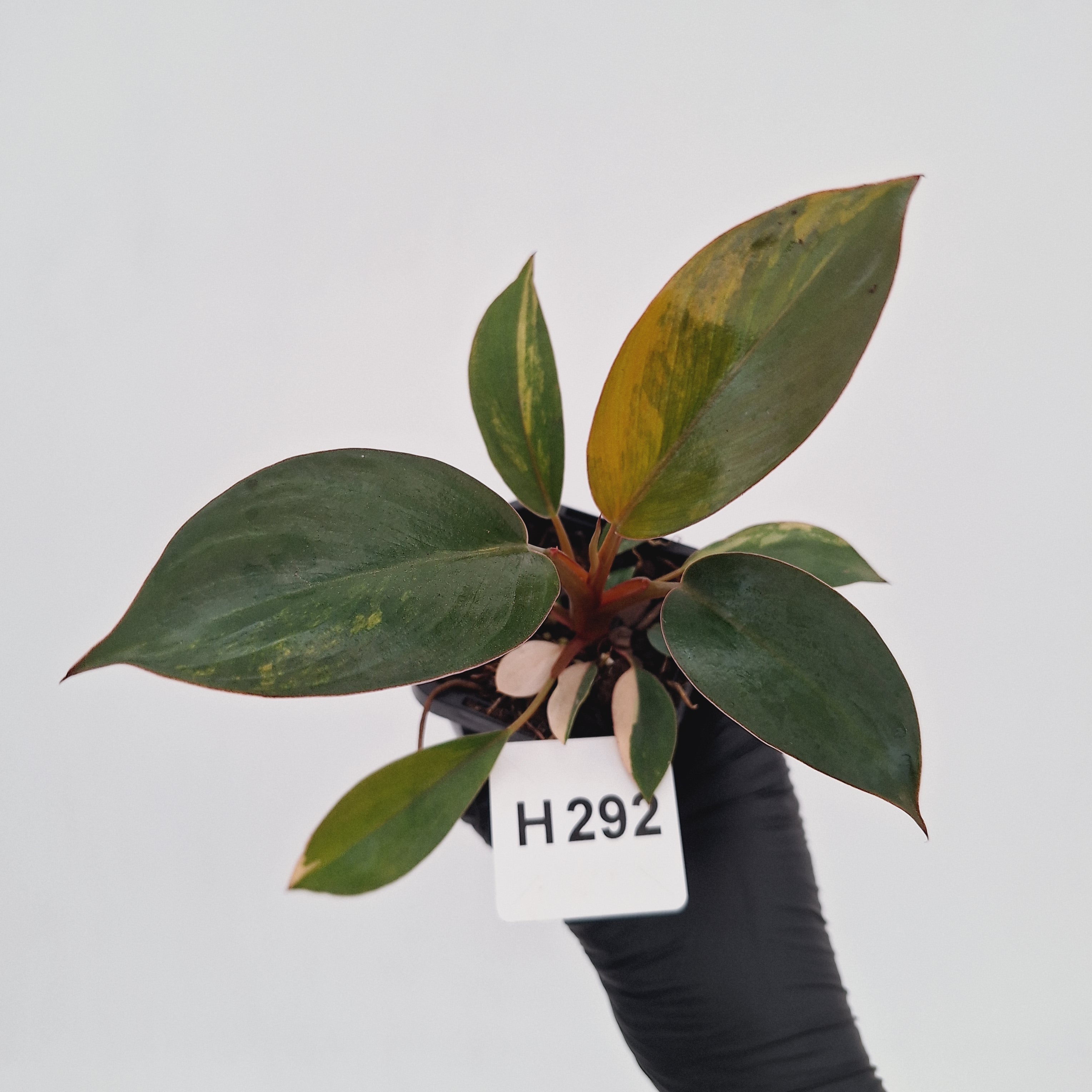 Philodendron 'Rojo Congo Variegated' - SALE