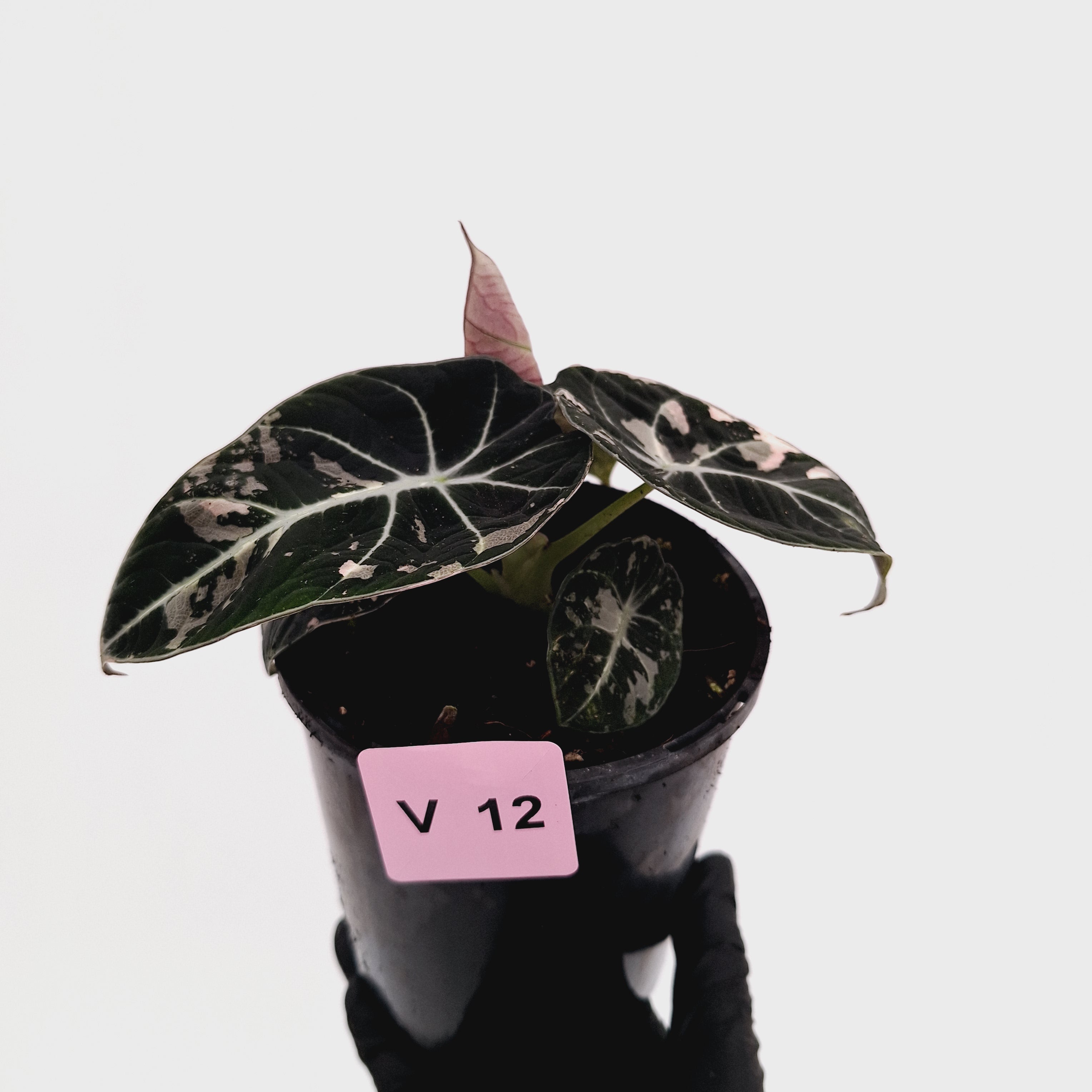 Alocasia reginula 'Black Velvet variegata'