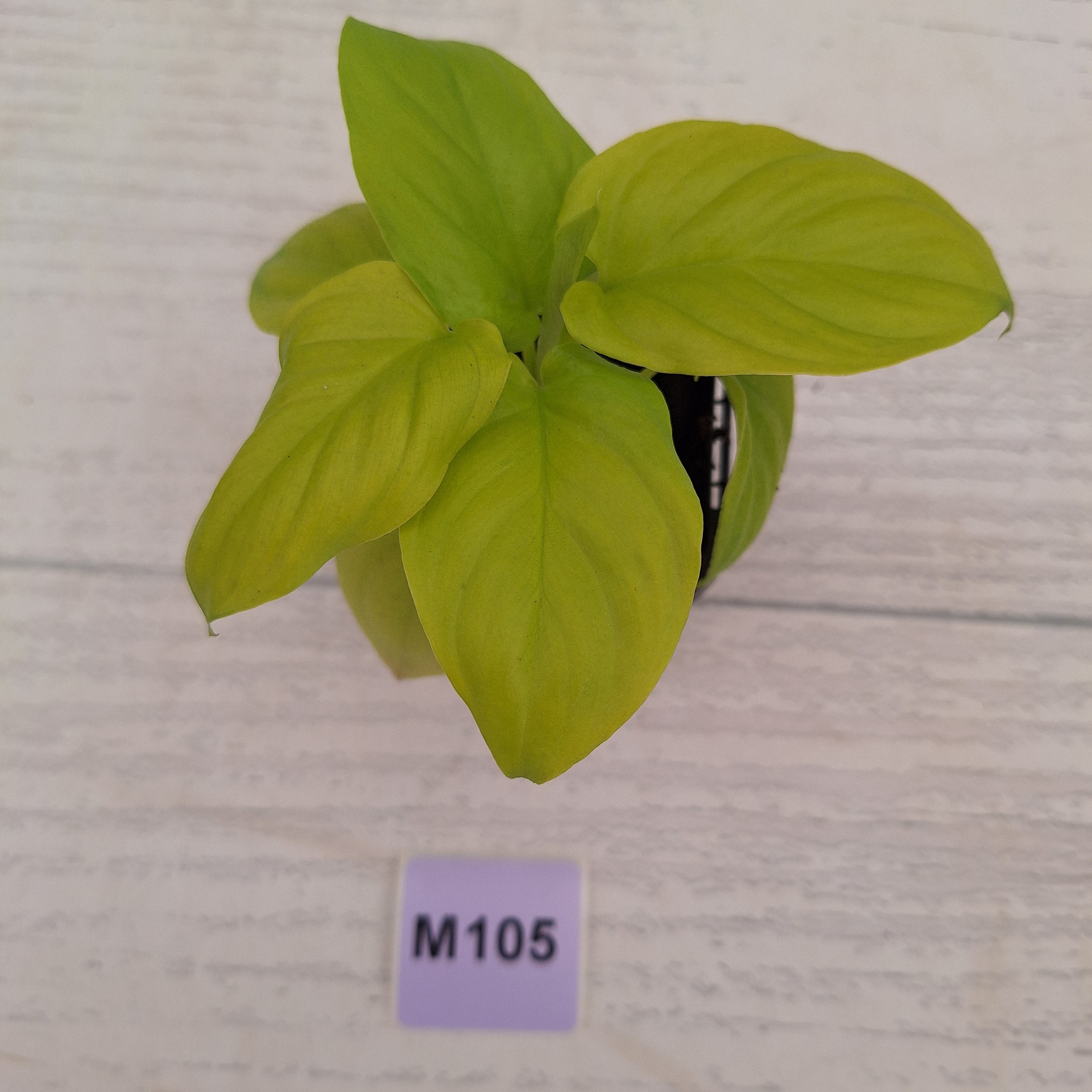 Homalomena rubescens Golden Hibiscus’ SALE