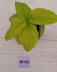 Homalomena rubescens Golden Hibiscus’ SALE