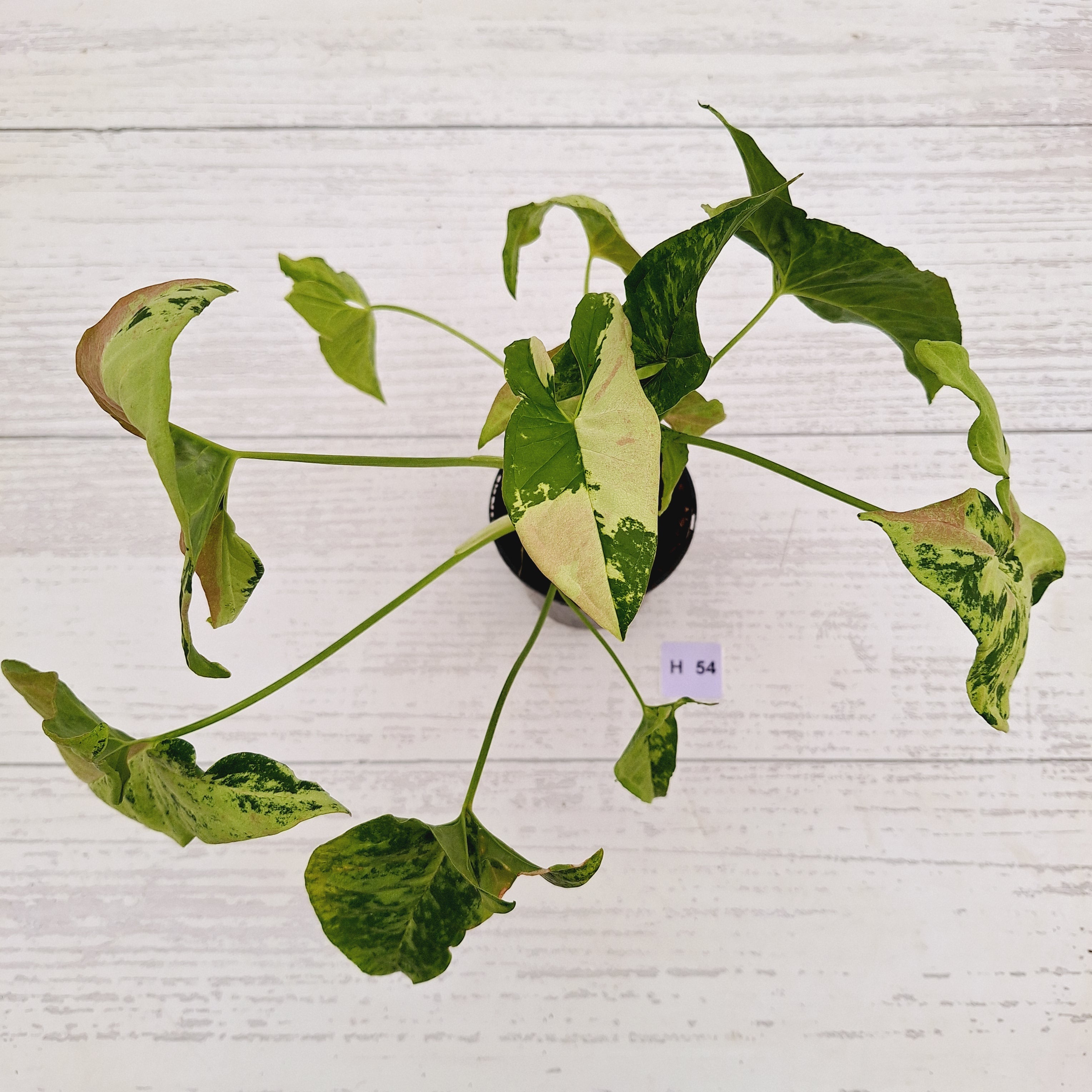 Syngonium podophyllum Confetti Tricolour