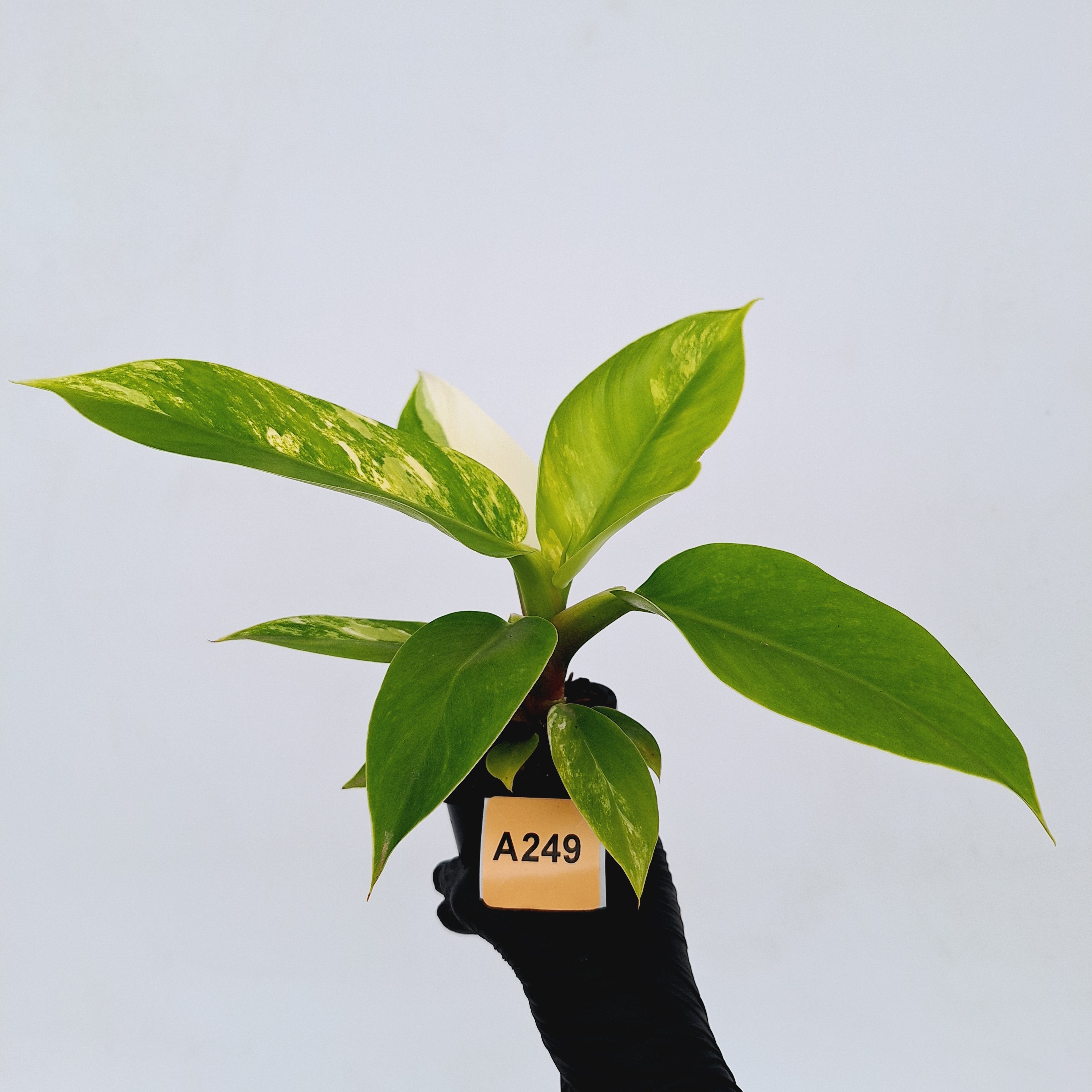 Philodendron imperial green variegata