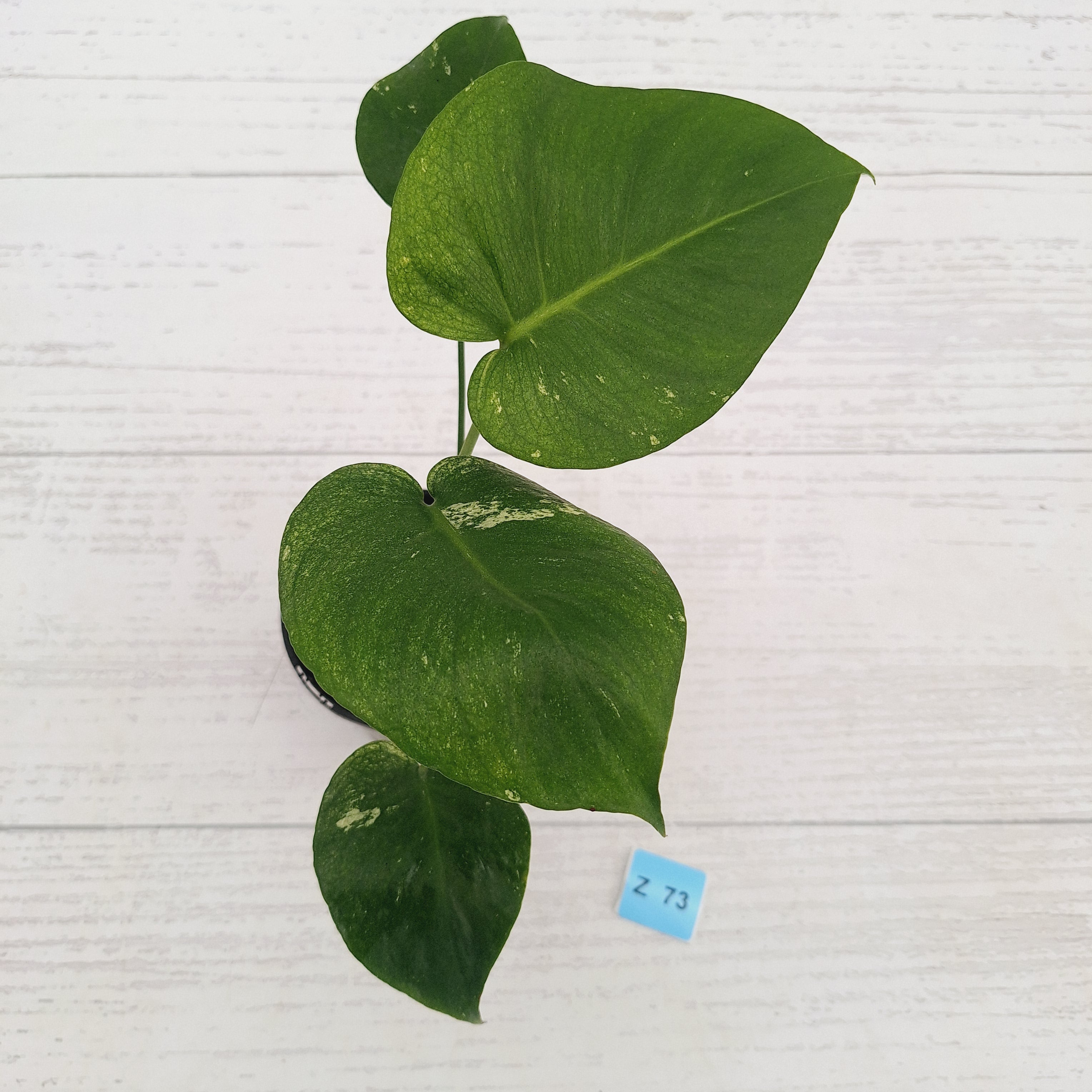 Monstera Deliciosa 'Mint'